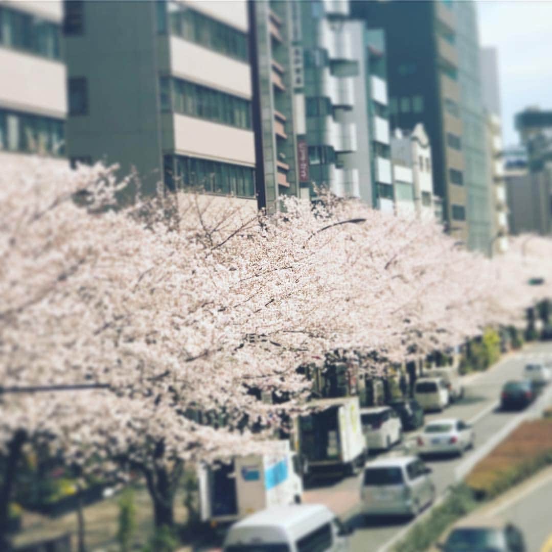 阿部洋子さんのインスタグラム写真 - (阿部洋子Instagram)「🌸 まだまだ咲いてる！ #さくら  #ご近所  #spring  #cherryblossom #新年度  #start」4月1日 11時05分 - hirocoring