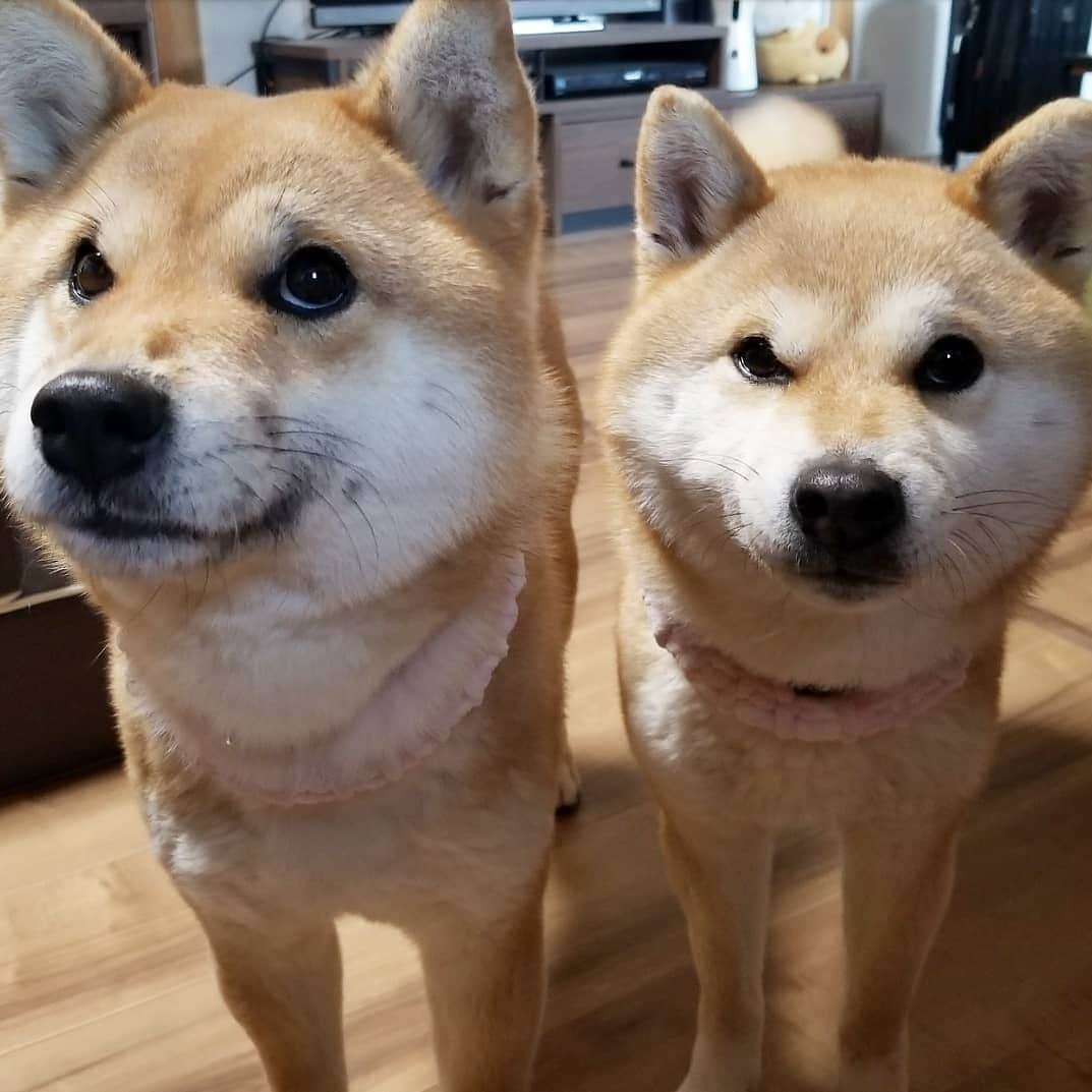 柴犬たま Shibainu Tamaさんのインスタグラム写真 - (柴犬たま Shibainu TamaInstagram)「新元号何かな〜⁉今からドキドキ🙄💦 * #柴犬たま #たママ #たま家族 #柴犬ミケ  #上目遣い #かなりひし形 #柴犬 #shiba #shibainu #shibastagram #犬 #dog #多頭飼い」4月1日 11時07分 - tama7653