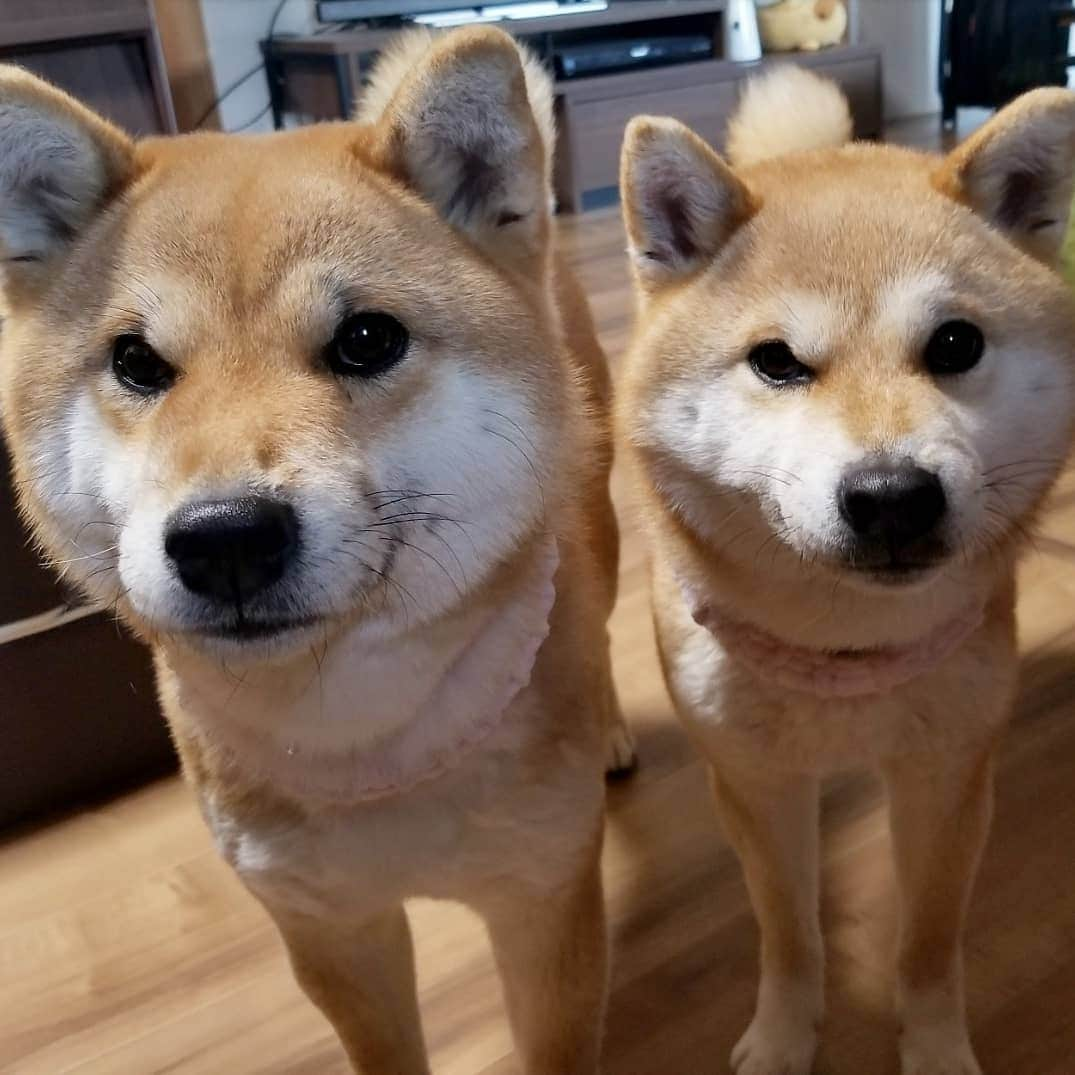 柴犬たま Shibainu Tamaさんのインスタグラム写真 - (柴犬たま Shibainu TamaInstagram)「新元号何かな〜⁉今からドキドキ🙄💦 * #柴犬たま #たママ #たま家族 #柴犬ミケ  #上目遣い #かなりひし形 #柴犬 #shiba #shibainu #shibastagram #犬 #dog #多頭飼い」4月1日 11時07分 - tama7653