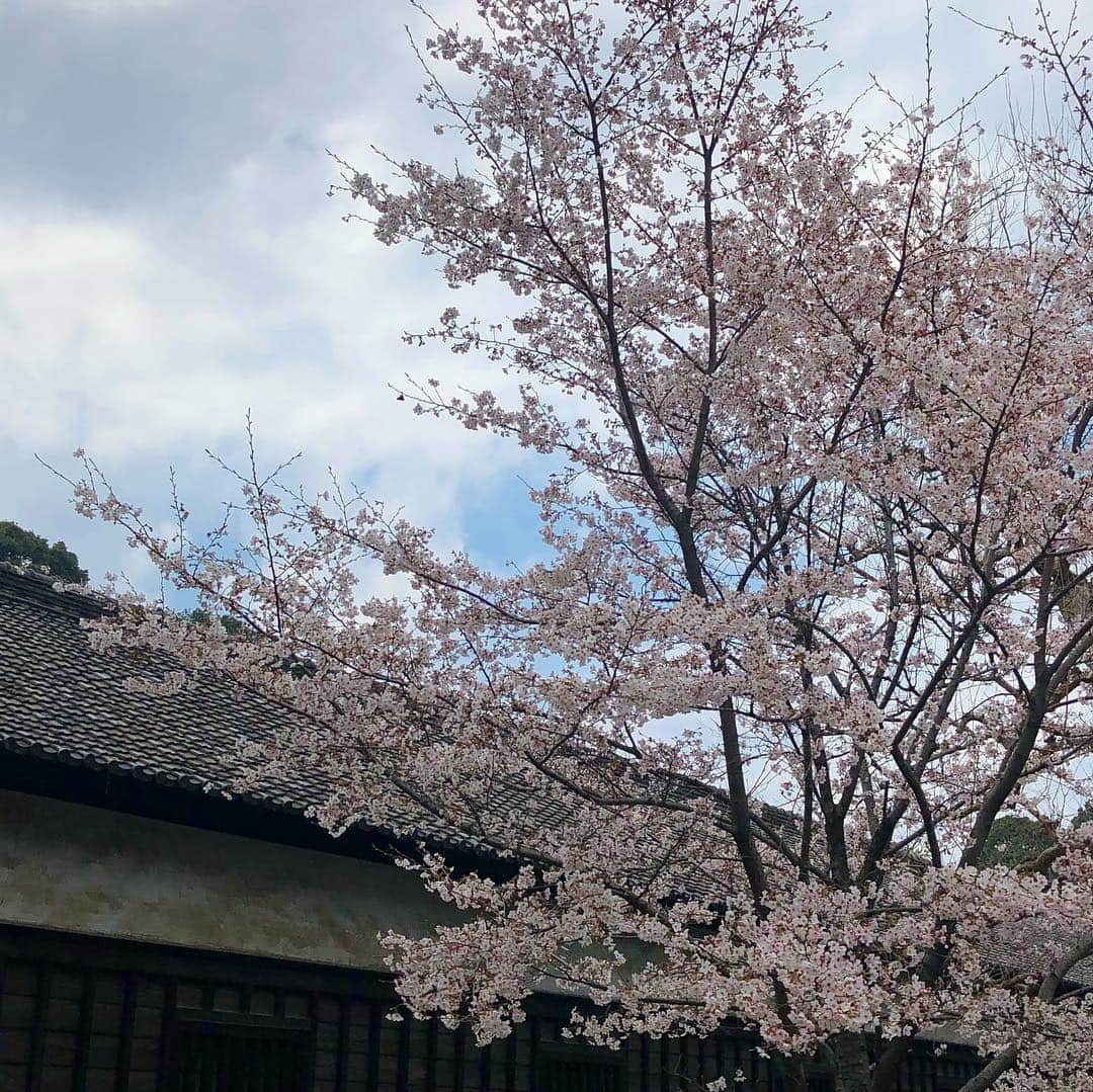 DUTTCHさんのインスタグラム写真 - (DUTTCHInstagram)「皇居桜🌸  一般公開行ってきました。  そして、お疲れさまでしたと感謝。 一礼してきました。  いよいよ新元号発表か。  #皇居桜 #一般公開 #平成最後」4月1日 11時08分 - uzmkduttch