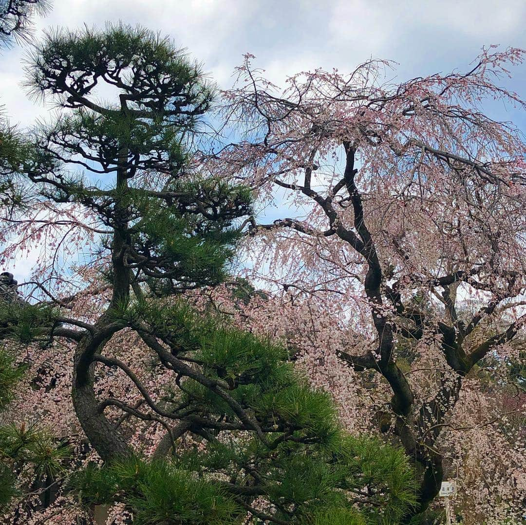 DUTTCHさんのインスタグラム写真 - (DUTTCHInstagram)「皇居桜🌸  一般公開行ってきました。  そして、お疲れさまでしたと感謝。 一礼してきました。  いよいよ新元号発表か。  #皇居桜 #一般公開 #平成最後」4月1日 11時08分 - uzmkduttch