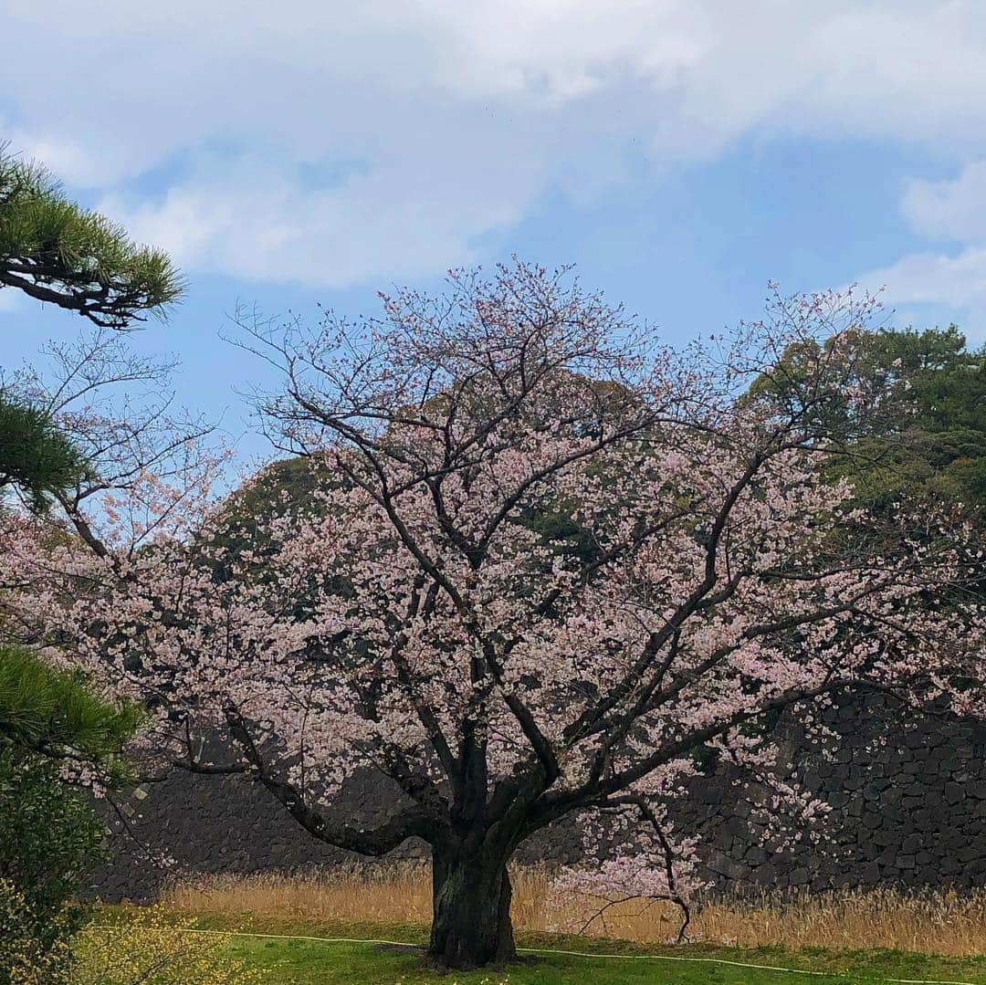 DUTTCHさんのインスタグラム写真 - (DUTTCHInstagram)「皇居桜🌸  一般公開行ってきました。  そして、お疲れさまでしたと感謝。 一礼してきました。  いよいよ新元号発表か。  #皇居桜 #一般公開 #平成最後」4月1日 11時08分 - uzmkduttch