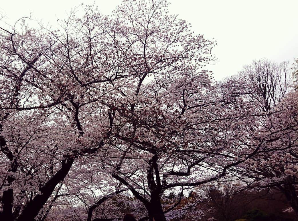 柊ちひろさんのインスタグラム写真 - (柊ちひろInstagram)「土日のお花見楽しかったなー🌸🌸🌸 #桜 #さくら #sakura #お花見 #隅田公園 #代々木公園 #tokyo #Japan #春 #🌸 #カメラ #camera #写真 #photo #4月生まれ #私の季節 #followme」4月1日 11時09分 - takamori_aoi