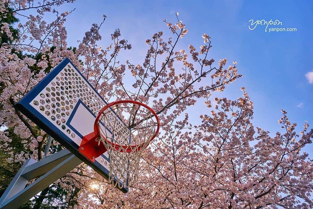 あなたのLOVE CHIBA教えてキャンペーンさんのインスタグラム写真 - (あなたのLOVE CHIBA教えてキャンペーンInstagram)「桜が徐々に満開になってきましたね☺️🌸 本日が入学式、入社式の方も多いのではないでしょうか？ ✲*ﾟ 学校に咲いている桜の木を見ると懐かしい気持ちになります👏💞 【らぶちばseason7 @boso_yanpon　さんの投稿】 ✲* 🌸お知らせ🌸  2018年7月13日より実施しておりました「あなたのラブちば教えてキャンペーン」は2019年3月31をもちまして終了させていただきました🙇‍♂️ たくさんのご応募をいただき、この場をお借りして御礼申し上げます☺️ 誠にありがとうございました。 ✩*.ﾟ *. 応募していただいた写真を紹介していきますので今後共、宜しくお願いします📷 ✲* お楽しみに🎶 #loveloveCHIBA　 #房総の絶景 #房総 #千葉　#千葉県 #ちばかつ #絶景 #boso  #いちかわ真間川堤桜まつり #市川市 #冨貴島小学校  #桜 #cherryblossom #花 #フラワー #はなまっぷ  #バスケットゴール #flower #ダレカニミセタイケシキ #カメラ散歩　#写真好きな人と繋がりたい  #写真撮ってる人と繋がりたい #日本　#japan #花 #flower #はなまっぷ #はなまっぷ2019 #私の花の写真」4月1日 11時12分 - love.love.chiba