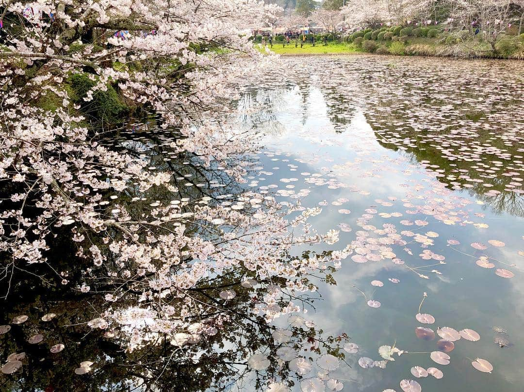 江川清音さんのインスタグラム写真 - (江川清音Instagram)「﻿ 🌸茂原公園🌸﻿ 「日本さくら名所100選」に選ばれた茂原公園✨﻿ ソメイヨシノやサトザクラ、ヤマザクラなど約2850本の桜が咲き誇ります💕﻿ ﻿ 満開手前といった感じでしたが、十分美しかったです🥰﻿ ﻿ 初めての名所でしたが、もうお気に入り💓笑﻿ 池より少し奥に行くと広場があり、屋台やステージなどが設けられていました🍴💡﻿ ﻿ わんちゃんなど、動物ＯＫ🐶🐱﻿ 軽くバトミントンなどＯＫ🎾﻿ レジャーシートＯＫ💨﻿ いくつかの遊具が何ヶ所かにあって子供が飽きない👧🏻📛﻿ 蓮池には亀がいて癒される🐢←私仕様﻿ ﻿ 都内の公園のように人でごみごみした感じもなかったです😌﻿ さすが、さくらCh.の千葉エリアで注目されているランキング1位なだけあります🏆(4/1現在)﻿ ﻿ 素敵な桜名所をまた発見する事ができました❤️❤️﻿ ﻿ #桜 #ソメイヨシノ #染井吉野 #サトザクラ #里桜 #ヤマザクラ #山桜 #茂原公園 #勝手にさくプロ大使 #お花見 #いちご飴 #大好き」4月1日 11時13分 - egawasayane