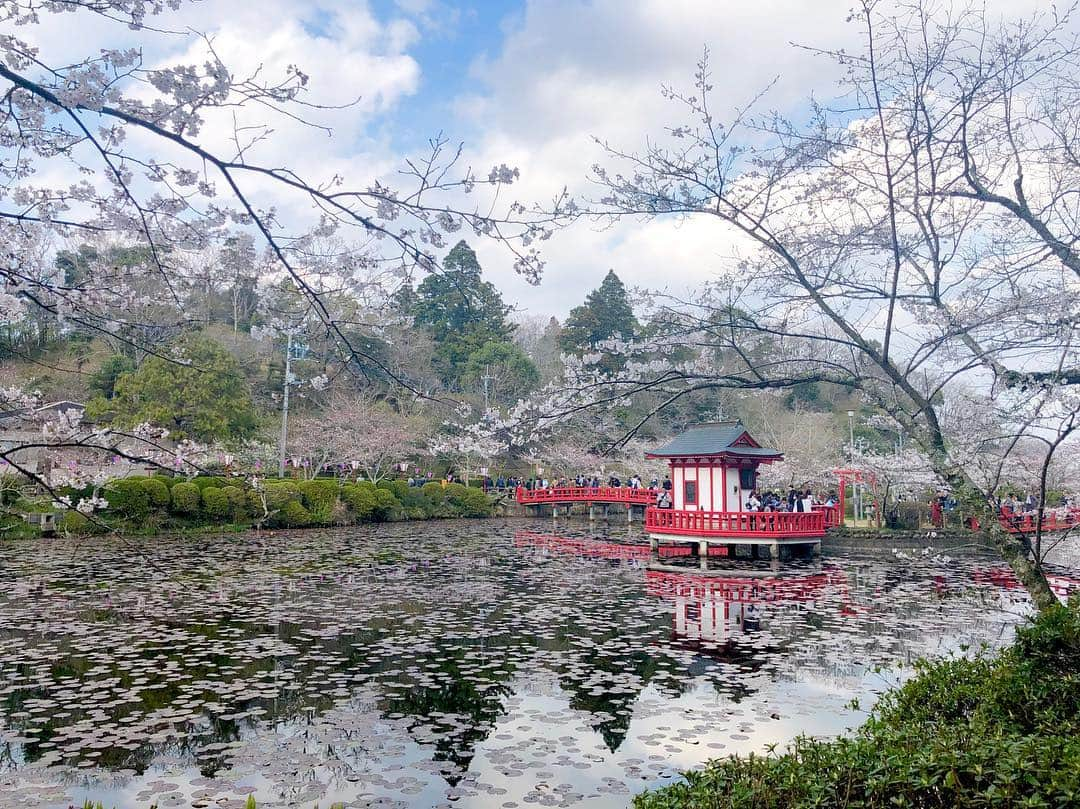 江川清音さんのインスタグラム写真 - (江川清音Instagram)「﻿ 🌸茂原公園🌸﻿ 「日本さくら名所100選」に選ばれた茂原公園✨﻿ ソメイヨシノやサトザクラ、ヤマザクラなど約2850本の桜が咲き誇ります💕﻿ ﻿ 満開手前といった感じでしたが、十分美しかったです🥰﻿ ﻿ 初めての名所でしたが、もうお気に入り💓笑﻿ 池より少し奥に行くと広場があり、屋台やステージなどが設けられていました🍴💡﻿ ﻿ わんちゃんなど、動物ＯＫ🐶🐱﻿ 軽くバトミントンなどＯＫ🎾﻿ レジャーシートＯＫ💨﻿ いくつかの遊具が何ヶ所かにあって子供が飽きない👧🏻📛﻿ 蓮池には亀がいて癒される🐢←私仕様﻿ ﻿ 都内の公園のように人でごみごみした感じもなかったです😌﻿ さすが、さくらCh.の千葉エリアで注目されているランキング1位なだけあります🏆(4/1現在)﻿ ﻿ 素敵な桜名所をまた発見する事ができました❤️❤️﻿ ﻿ #桜 #ソメイヨシノ #染井吉野 #サトザクラ #里桜 #ヤマザクラ #山桜 #茂原公園 #勝手にさくプロ大使 #お花見 #いちご飴 #大好き」4月1日 11時13分 - egawasayane