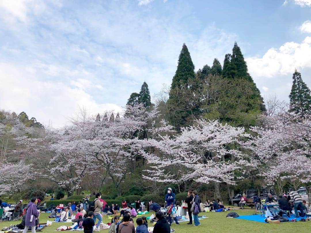 江川清音さんのインスタグラム写真 - (江川清音Instagram)「﻿ 🌸茂原公園🌸﻿ 「日本さくら名所100選」に選ばれた茂原公園✨﻿ ソメイヨシノやサトザクラ、ヤマザクラなど約2850本の桜が咲き誇ります💕﻿ ﻿ 満開手前といった感じでしたが、十分美しかったです🥰﻿ ﻿ 初めての名所でしたが、もうお気に入り💓笑﻿ 池より少し奥に行くと広場があり、屋台やステージなどが設けられていました🍴💡﻿ ﻿ わんちゃんなど、動物ＯＫ🐶🐱﻿ 軽くバトミントンなどＯＫ🎾﻿ レジャーシートＯＫ💨﻿ いくつかの遊具が何ヶ所かにあって子供が飽きない👧🏻📛﻿ 蓮池には亀がいて癒される🐢←私仕様﻿ ﻿ 都内の公園のように人でごみごみした感じもなかったです😌﻿ さすが、さくらCh.の千葉エリアで注目されているランキング1位なだけあります🏆(4/1現在)﻿ ﻿ 素敵な桜名所をまた発見する事ができました❤️❤️﻿ ﻿ #桜 #ソメイヨシノ #染井吉野 #サトザクラ #里桜 #ヤマザクラ #山桜 #茂原公園 #勝手にさくプロ大使 #お花見 #いちご飴 #大好き」4月1日 11時13分 - egawasayane