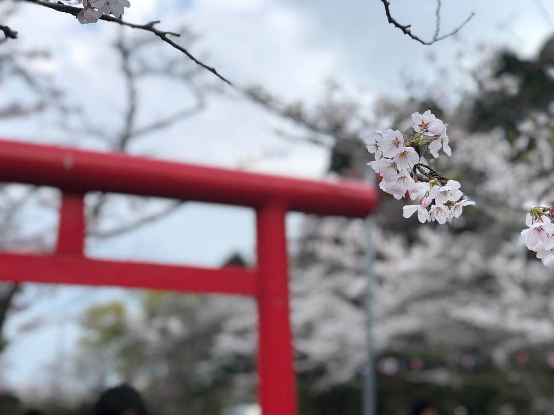 江川清音さんのインスタグラム写真 - (江川清音Instagram)「﻿ 🌸茂原公園🌸﻿ 「日本さくら名所100選」に選ばれた茂原公園✨﻿ ソメイヨシノやサトザクラ、ヤマザクラなど約2850本の桜が咲き誇ります💕﻿ ﻿ 満開手前といった感じでしたが、十分美しかったです🥰﻿ ﻿ 初めての名所でしたが、もうお気に入り💓笑﻿ 池より少し奥に行くと広場があり、屋台やステージなどが設けられていました🍴💡﻿ ﻿ わんちゃんなど、動物ＯＫ🐶🐱﻿ 軽くバトミントンなどＯＫ🎾﻿ レジャーシートＯＫ💨﻿ いくつかの遊具が何ヶ所かにあって子供が飽きない👧🏻📛﻿ 蓮池には亀がいて癒される🐢←私仕様﻿ ﻿ 都内の公園のように人でごみごみした感じもなかったです😌﻿ さすが、さくらCh.の千葉エリアで注目されているランキング1位なだけあります🏆(4/1現在)﻿ ﻿ 素敵な桜名所をまた発見する事ができました❤️❤️﻿ ﻿ #桜 #ソメイヨシノ #染井吉野 #サトザクラ #里桜 #ヤマザクラ #山桜 #茂原公園 #勝手にさくプロ大使 #お花見 #いちご飴 #大好き」4月1日 11時13分 - egawasayane