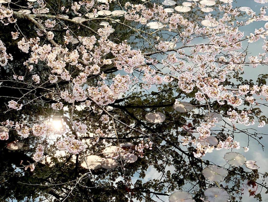 江川清音さんのインスタグラム写真 - (江川清音Instagram)「﻿ 🌸茂原公園🌸﻿ 「日本さくら名所100選」に選ばれた茂原公園✨﻿ ソメイヨシノやサトザクラ、ヤマザクラなど約2850本の桜が咲き誇ります💕﻿ ﻿ 満開手前といった感じでしたが、十分美しかったです🥰﻿ ﻿ 初めての名所でしたが、もうお気に入り💓笑﻿ 池より少し奥に行くと広場があり、屋台やステージなどが設けられていました🍴💡﻿ ﻿ わんちゃんなど、動物ＯＫ🐶🐱﻿ 軽くバトミントンなどＯＫ🎾﻿ レジャーシートＯＫ💨﻿ いくつかの遊具が何ヶ所かにあって子供が飽きない👧🏻📛﻿ 蓮池には亀がいて癒される🐢←私仕様﻿ ﻿ 都内の公園のように人でごみごみした感じもなかったです😌﻿ さすが、さくらCh.の千葉エリアで注目されているランキング1位なだけあります🏆(4/1現在)﻿ ﻿ 素敵な桜名所をまた発見する事ができました❤️❤️﻿ ﻿ #桜 #ソメイヨシノ #染井吉野 #サトザクラ #里桜 #ヤマザクラ #山桜 #茂原公園 #勝手にさくプロ大使 #お花見 #いちご飴 #大好き」4月1日 11時13分 - egawasayane