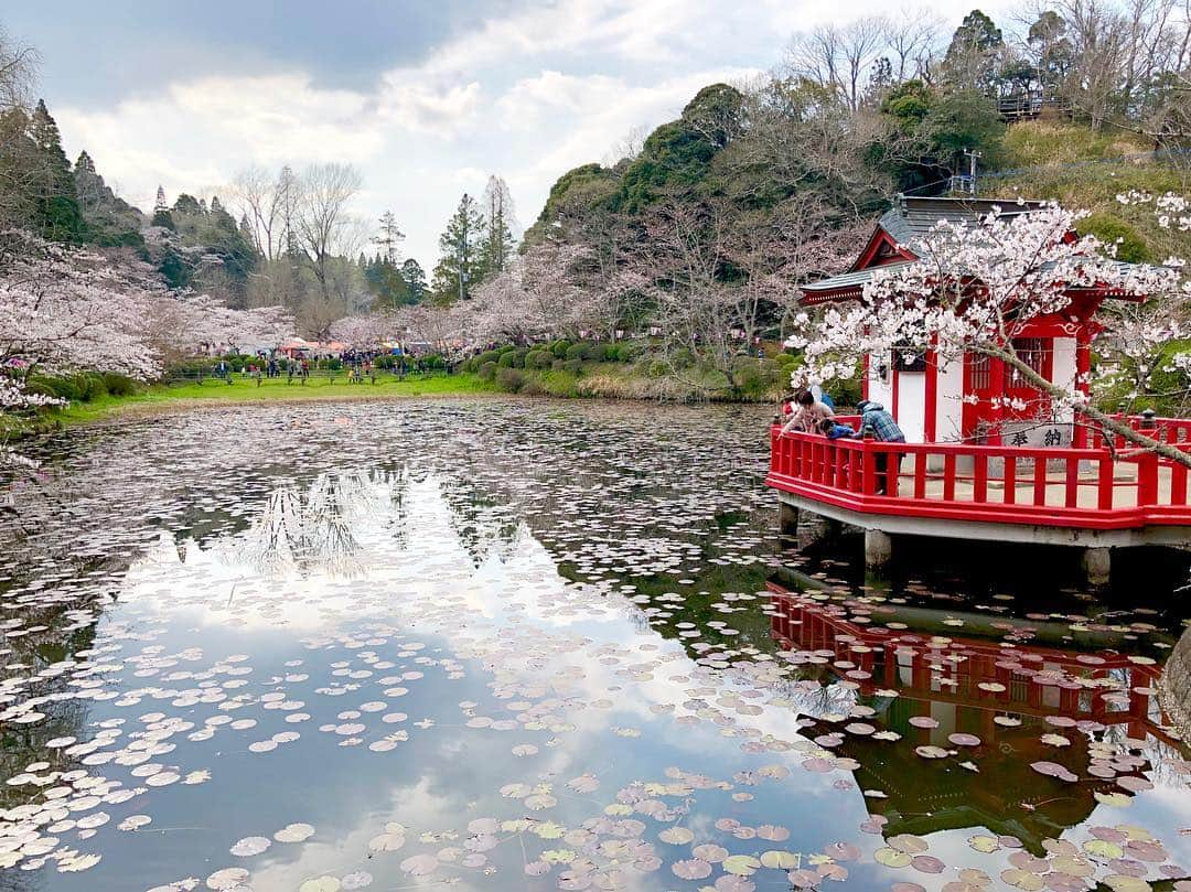 江川清音さんのインスタグラム写真 - (江川清音Instagram)「﻿ 🌸茂原公園🌸﻿ 「日本さくら名所100選」に選ばれた茂原公園✨﻿ ソメイヨシノやサトザクラ、ヤマザクラなど約2850本の桜が咲き誇ります💕﻿ ﻿ 満開手前といった感じでしたが、十分美しかったです🥰﻿ ﻿ 初めての名所でしたが、もうお気に入り💓笑﻿ 池より少し奥に行くと広場があり、屋台やステージなどが設けられていました🍴💡﻿ ﻿ わんちゃんなど、動物ＯＫ🐶🐱﻿ 軽くバトミントンなどＯＫ🎾﻿ レジャーシートＯＫ💨﻿ いくつかの遊具が何ヶ所かにあって子供が飽きない👧🏻📛﻿ 蓮池には亀がいて癒される🐢←私仕様﻿ ﻿ 都内の公園のように人でごみごみした感じもなかったです😌﻿ さすが、さくらCh.の千葉エリアで注目されているランキング1位なだけあります🏆(4/1現在)﻿ ﻿ 素敵な桜名所をまた発見する事ができました❤️❤️﻿ ﻿ #桜 #ソメイヨシノ #染井吉野 #サトザクラ #里桜 #ヤマザクラ #山桜 #茂原公園 #勝手にさくプロ大使 #お花見 #いちご飴 #大好き」4月1日 11時13分 - egawasayane