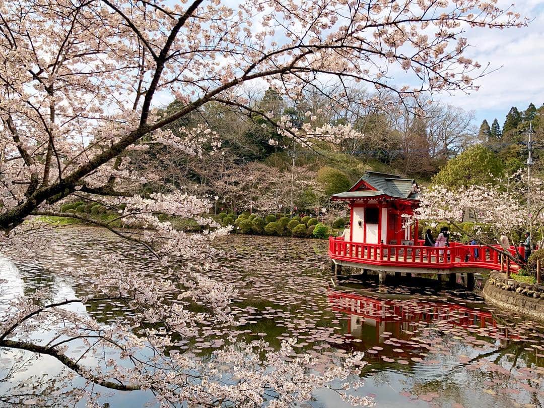 江川清音さんのインスタグラム写真 - (江川清音Instagram)「﻿ 🌸茂原公園🌸﻿ 「日本さくら名所100選」に選ばれた茂原公園✨﻿ ソメイヨシノやサトザクラ、ヤマザクラなど約2850本の桜が咲き誇ります💕﻿ ﻿ 満開手前といった感じでしたが、十分美しかったです🥰﻿ ﻿ 初めての名所でしたが、もうお気に入り💓笑﻿ 池より少し奥に行くと広場があり、屋台やステージなどが設けられていました🍴💡﻿ ﻿ わんちゃんなど、動物ＯＫ🐶🐱﻿ 軽くバトミントンなどＯＫ🎾﻿ レジャーシートＯＫ💨﻿ いくつかの遊具が何ヶ所かにあって子供が飽きない👧🏻📛﻿ 蓮池には亀がいて癒される🐢←私仕様﻿ ﻿ 都内の公園のように人でごみごみした感じもなかったです😌﻿ さすが、さくらCh.の千葉エリアで注目されているランキング1位なだけあります🏆(4/1現在)﻿ ﻿ 素敵な桜名所をまた発見する事ができました❤️❤️﻿ ﻿ #桜 #ソメイヨシノ #染井吉野 #サトザクラ #里桜 #ヤマザクラ #山桜 #茂原公園 #勝手にさくプロ大使 #お花見 #いちご飴 #大好き」4月1日 11時13分 - egawasayane