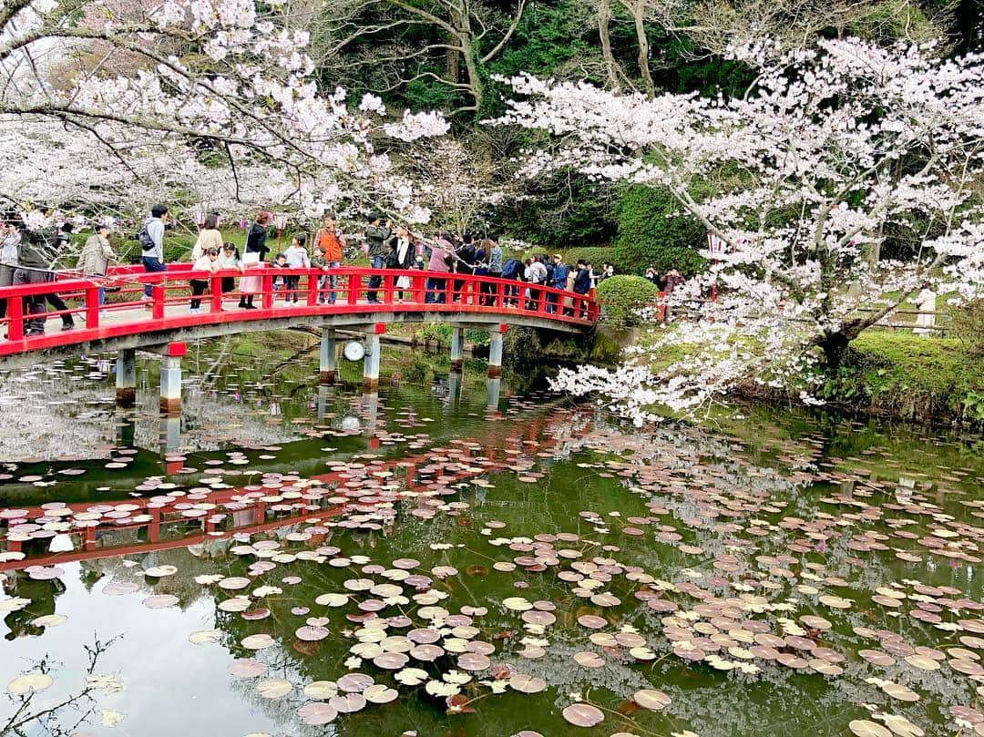 江川清音さんのインスタグラム写真 - (江川清音Instagram)「﻿ 🌸茂原公園🌸﻿ 「日本さくら名所100選」に選ばれた茂原公園✨﻿ ソメイヨシノやサトザクラ、ヤマザクラなど約2850本の桜が咲き誇ります💕﻿ ﻿ 満開手前といった感じでしたが、十分美しかったです🥰﻿ ﻿ 初めての名所でしたが、もうお気に入り💓笑﻿ 池より少し奥に行くと広場があり、屋台やステージなどが設けられていました🍴💡﻿ ﻿ わんちゃんなど、動物ＯＫ🐶🐱﻿ 軽くバトミントンなどＯＫ🎾﻿ レジャーシートＯＫ💨﻿ いくつかの遊具が何ヶ所かにあって子供が飽きない👧🏻📛﻿ 蓮池には亀がいて癒される🐢←私仕様﻿ ﻿ 都内の公園のように人でごみごみした感じもなかったです😌﻿ さすが、さくらCh.の千葉エリアで注目されているランキング1位なだけあります🏆(4/1現在)﻿ ﻿ 素敵な桜名所をまた発見する事ができました❤️❤️﻿ ﻿ #桜 #ソメイヨシノ #染井吉野 #サトザクラ #里桜 #ヤマザクラ #山桜 #茂原公園 #勝手にさくプロ大使 #お花見 #いちご飴 #大好き」4月1日 11時13分 - egawasayane