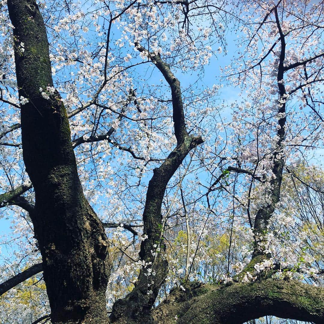 津久井智子さんのインスタグラム写真 - (津久井智子Instagram)「#平成最後のお花見  日曜日は晴れて暖かくて、最高でした！ 友達それぞれ美味しいものを持ち寄り、家族を連れての長閑で平和なお花見。 桜は素晴らしい🌸」4月1日 11時25分 - tomokotsukui