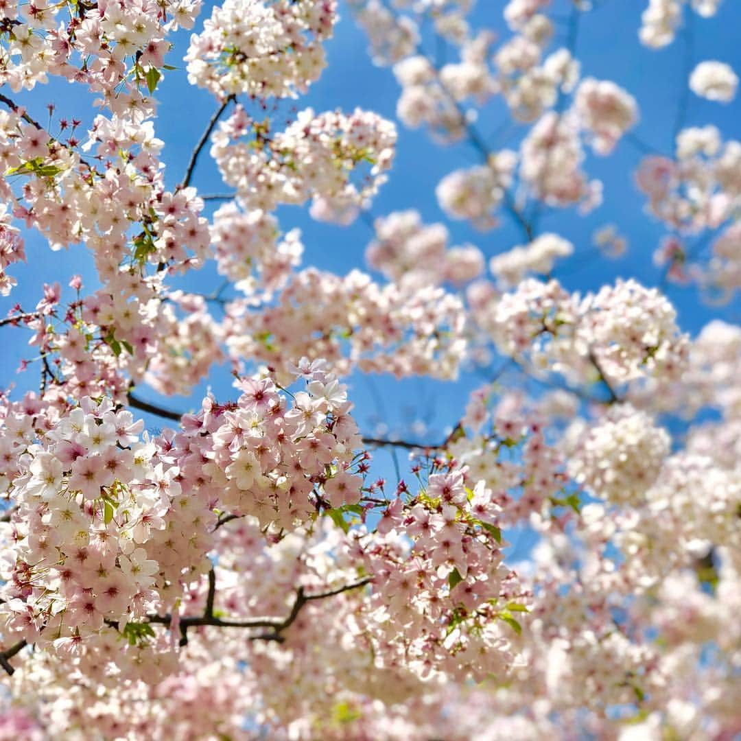 りんご娘さんのインスタグラム写真 - (りんご娘Instagram)「福岡の桜は満開でとても綺麗でした。シングル「#101回目の桜」はそれぞれの故郷にある桜を、限りある時間の中で大切な人と一緒に愛でてほしいというメッセージが込められています🌸地元・弘前の桜にも早く逢いたいです。ありがとう福岡！また絶対来ます！ #RINGOMUSUME #りんご娘 #shipmentlive #出荷ライブ #福岡 #天神中央公園」4月1日 11時15分 - _ringo.musume.com_