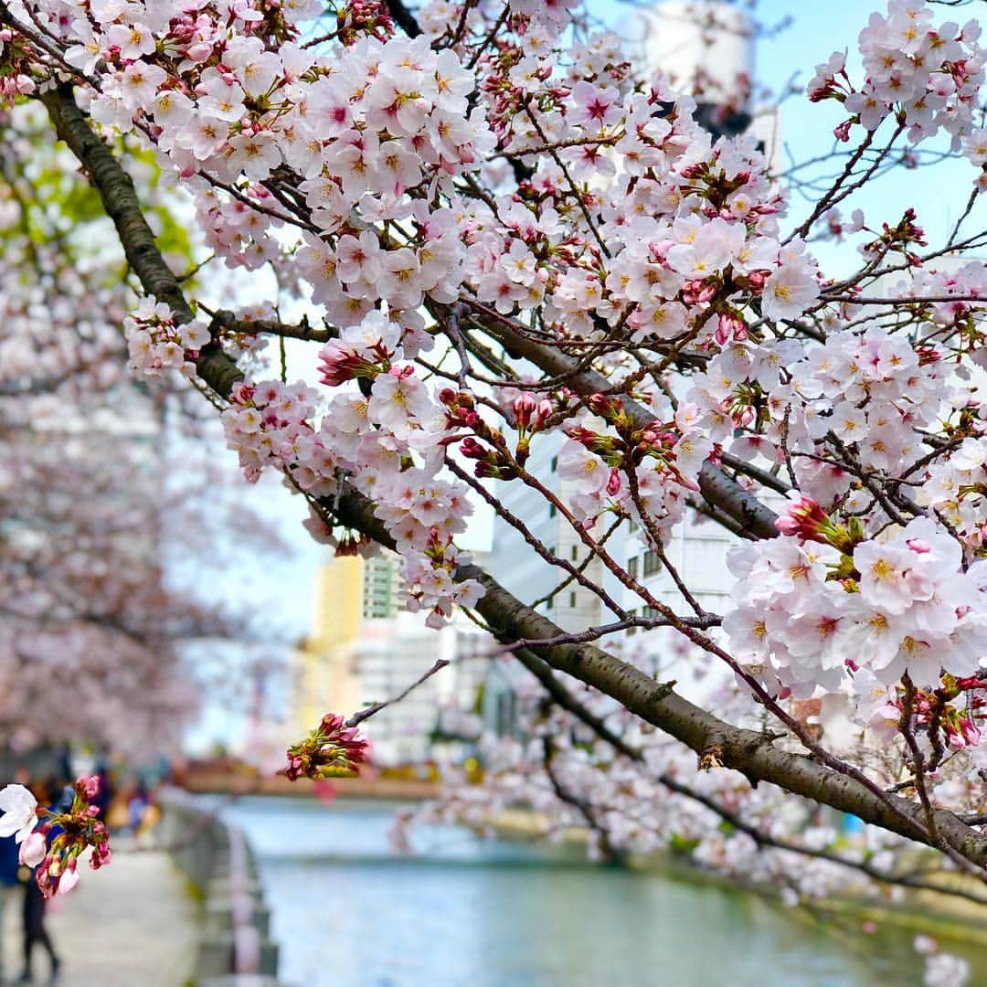 りんご娘さんのインスタグラム写真 - (りんご娘Instagram)「福岡の桜は満開でとても綺麗でした。シングル「#101回目の桜」はそれぞれの故郷にある桜を、限りある時間の中で大切な人と一緒に愛でてほしいというメッセージが込められています🌸地元・弘前の桜にも早く逢いたいです。ありがとう福岡！また絶対来ます！ #RINGOMUSUME #りんご娘 #shipmentlive #出荷ライブ #福岡 #天神中央公園」4月1日 11時15分 - _ringo.musume.com_