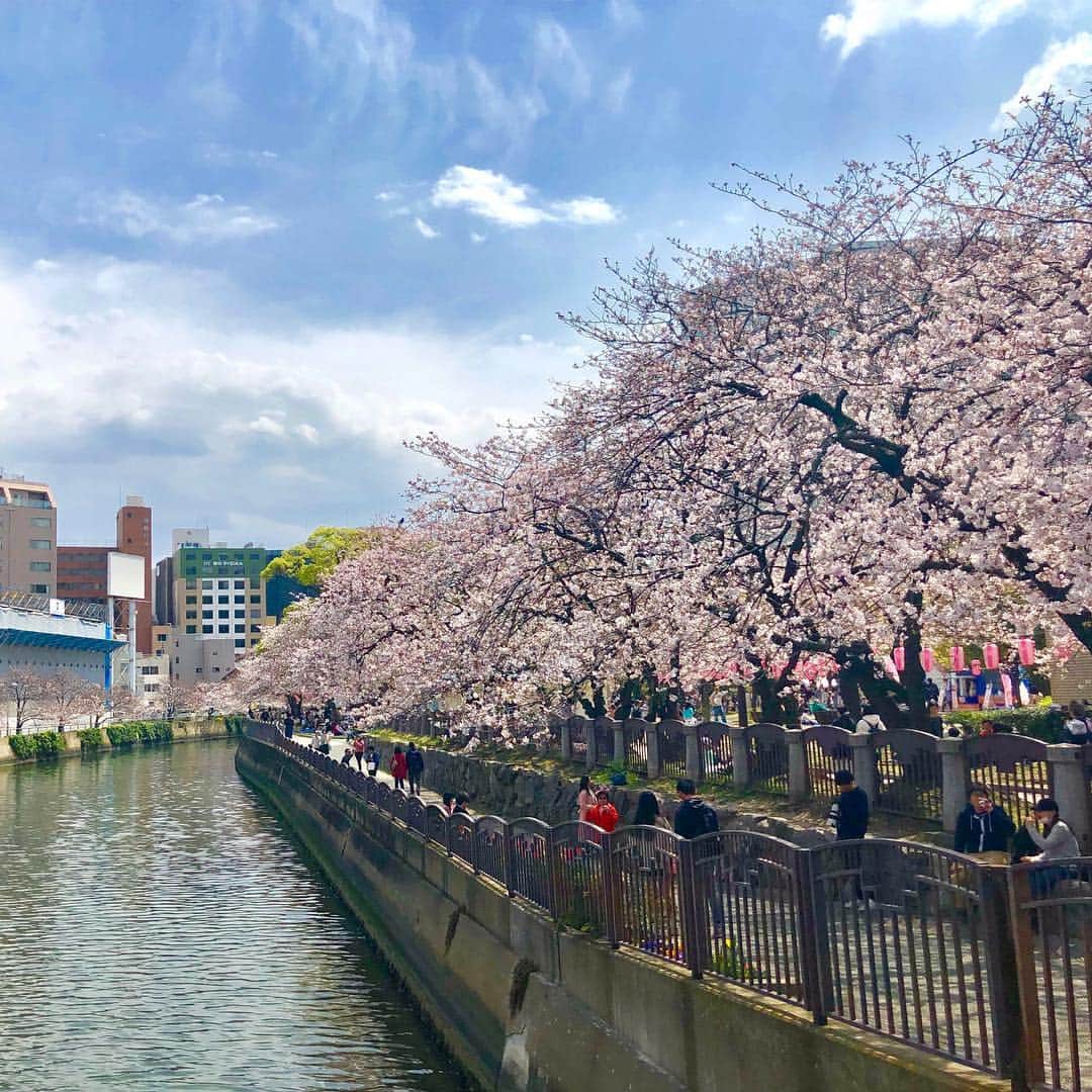 りんご娘さんのインスタグラム写真 - (りんご娘Instagram)「福岡の桜は満開でとても綺麗でした。シングル「#101回目の桜」はそれぞれの故郷にある桜を、限りある時間の中で大切な人と一緒に愛でてほしいというメッセージが込められています🌸地元・弘前の桜にも早く逢いたいです。ありがとう福岡！また絶対来ます！ #RINGOMUSUME #りんご娘 #shipmentlive #出荷ライブ #福岡 #天神中央公園」4月1日 11時15分 - _ringo.musume.com_