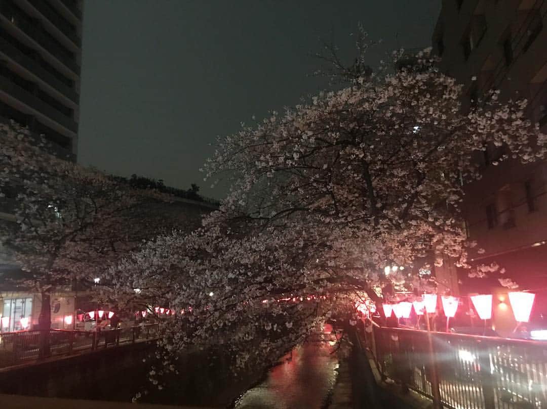 赤谷奈緒子さんのインスタグラム写真 - (赤谷奈緒子Instagram)「🌸🌸 . #目黒川 #🌸 #中目黒は混み混みでした😳 #寒い日でしたが… #とってもきれいだった☺︎ #사쿠라 #나카메그로」4月1日 11時18分 - naokoakatani