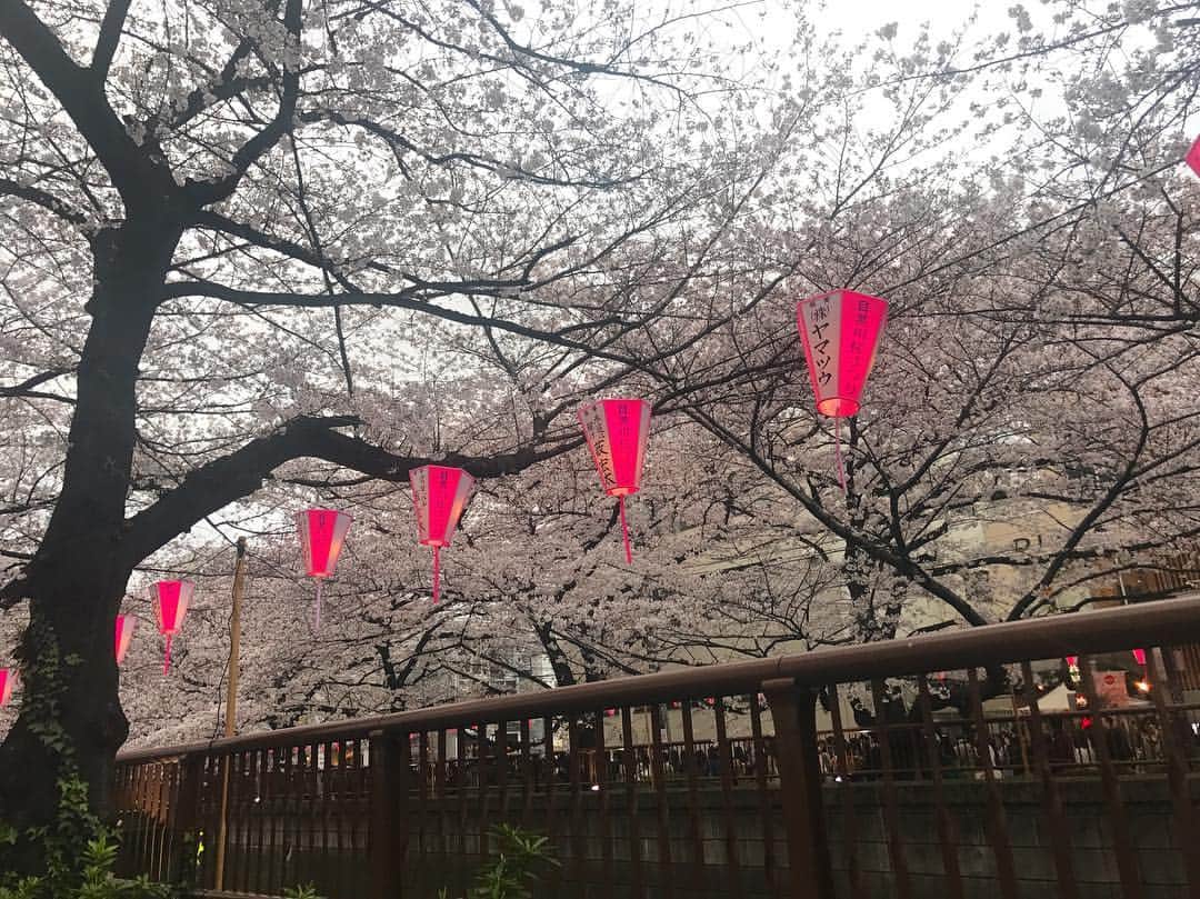 赤谷奈緒子のインスタグラム：「🌸🌸 . #目黒川 #🌸 #中目黒は混み混みでした😳 #寒い日でしたが… #とってもきれいだった☺︎ #사쿠라 #나카메그로」