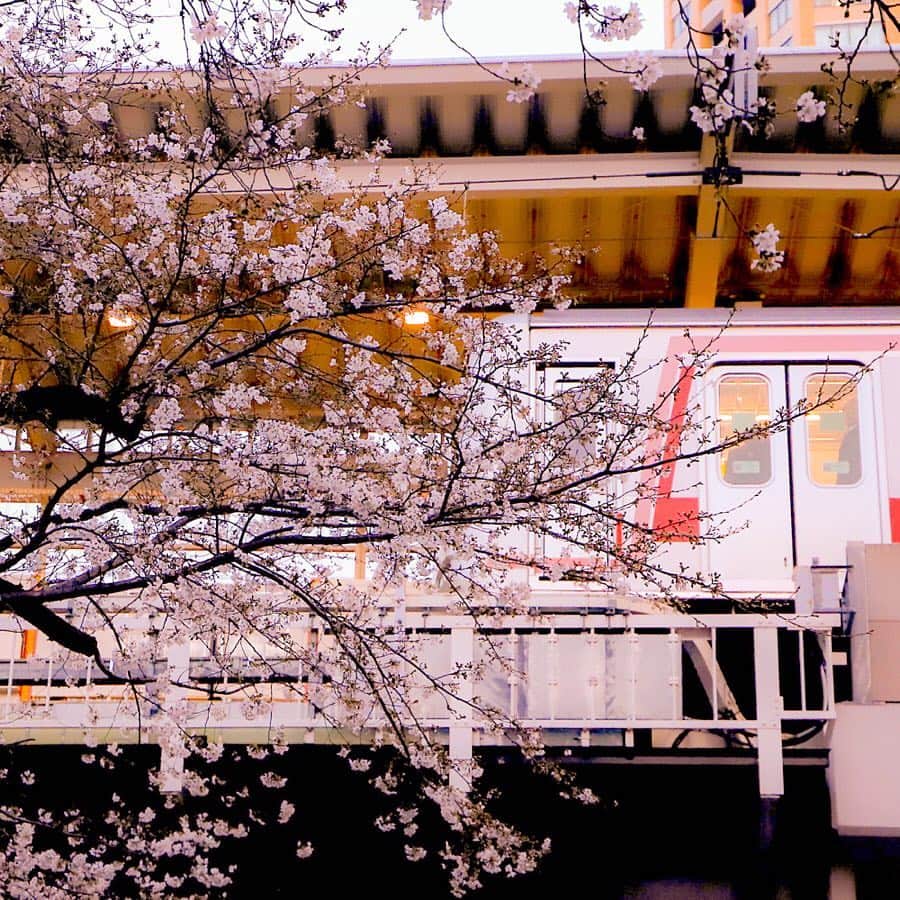 東急電鉄さんのインスタグラム写真 - (東急電鉄Instagram)「The rows of cherry blossoms of Meguro river is a popular spot for walk-and-eat tour with full of stall stands. You can also have a nice view of cherry blossoms and Tokyu-Toyokoline from Nakameguro station area. (Nakameguro Station/Tokyu-Toyoko Line) . 中目黒駅から徒歩1分程度の場所にある目黒川の桜並木は、毎年屋台などが出ていて食べ歩きにぴったりの人気スポットです。目黒川付近から東急東横線を見ると桜も重なりとても素敵な絵になります。 （中目黒駅/東急東横線） . #🌸 #sakura #cherryblossoms #hanami #spring #meguroriver #railways #railways_of_our_world #trainphotography #tokyo #japan #unknownjapan #livinginjapan #instagramjapan #japan_daytime_view #japantrip #explorejapan #discoverjapan #벚꽃 #일본 . #桜 #お花見 #サクラ #目黒川 #目黒川の桜 #東急電鉄 #中目黒 #電車 #東急日和 #東急線めぐり」4月1日 11時49分 - tokyu_railways