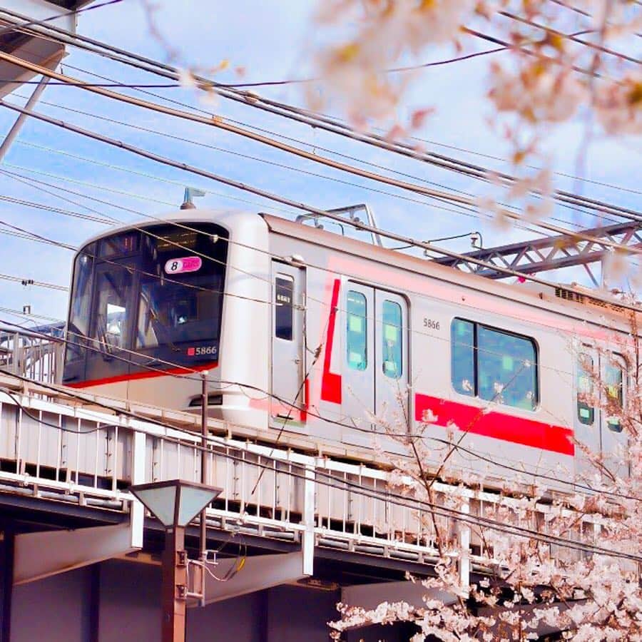 東急電鉄さんのインスタグラム写真 - (東急電鉄Instagram)「The rows of cherry blossoms of Meguro river is a popular spot for walk-and-eat tour with full of stall stands. You can also have a nice view of cherry blossoms and Tokyu-Toyokoline from Nakameguro station area. (Nakameguro Station/Tokyu-Toyoko Line) . 中目黒駅から徒歩1分程度の場所にある目黒川の桜並木は、毎年屋台などが出ていて食べ歩きにぴったりの人気スポットです。目黒川付近から東急東横線を見ると桜も重なりとても素敵な絵になります。 （中目黒駅/東急東横線） . #🌸 #sakura #cherryblossoms #hanami #spring #meguroriver #railways #railways_of_our_world #trainphotography #tokyo #japan #unknownjapan #livinginjapan #instagramjapan #japan_daytime_view #japantrip #explorejapan #discoverjapan #벚꽃 #일본 . #桜 #お花見 #サクラ #目黒川 #目黒川の桜 #東急電鉄 #中目黒 #電車 #東急日和 #東急線めぐり」4月1日 11時49分 - tokyu_railways