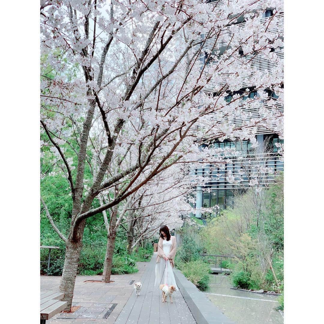 堀尾実咲のインスタグラム：「🌸🐻🐰🌸 #お花見 #桜 #犬 #お散歩」