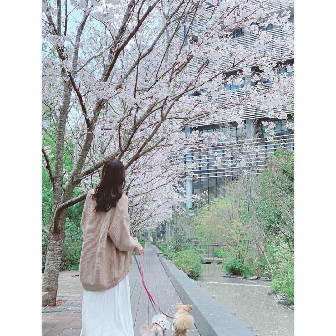 堀尾実咲さんのインスタグラム写真 - (堀尾実咲Instagram)「🌸🐻🐰🌸 #お花見 #桜 #犬 #お散歩」4月1日 11時49分 - misaki.horio