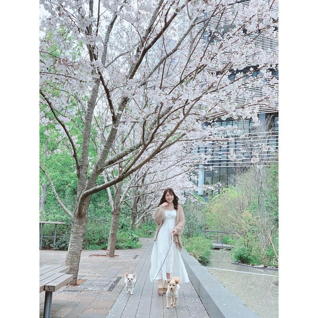 堀尾実咲さんのインスタグラム写真 - (堀尾実咲Instagram)「🌸🐻🐰🌸 #お花見 #桜 #犬 #お散歩」4月1日 11時49分 - misaki.horio