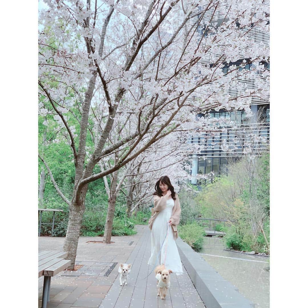 堀尾実咲さんのインスタグラム写真 - (堀尾実咲Instagram)「🌸🐻🐰🌸 #お花見 #桜 #犬 #お散歩」4月1日 11時49分 - misaki.horio