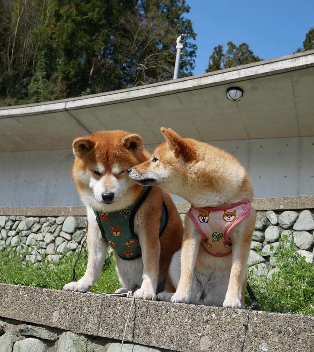 shibainu berryさんのインスタグラム写真 - (shibainu berryInstagram)「Good morning☀️ Walk this morning🐾 The new harness is a handmade of mom🥰 4月やね〜 今朝のお出かけ散歩🐻🦊💨 週明けの上に月初❗️今日は残業やな… 朝は早起きして1時間ちょいロング散歩💨 お昼はゆっくり寝ててよ〜❗️ ご質問にありましたハーネスはまたおかんが手作りしたやつだよ☺️可愛い😍💕 ③④スキあらば匂いたいむくみん😂匂いフェチ❣️耳もお尻もしょっちゅうクンクンしてる😂 #徳島 #文化の森 #❤️迷子犬の掲示板応援団 @maigo_dog  #❤️迷子犬の掲示板四国応援団 @maigo_dog_shikoku #柴犬 #べりやん #べりむく #多頭飼い #berry #shiba #shibainu  #shibainumania #shibastagram #instashiba #ぷにっと部 #口角キュキュッと部  #チーム俺様 →部員絶賛募集中 #shiba_snap #proudshibas #west_dog_japan #サンデイ #instagramjapan #ふわもこ部 #pecoいぬ部 #pecotv #buzzfeedanimals #dogsofinstagram #dogsofinstaworld #dogs_of_instagram #9gag」4月1日 11時47分 - shibainu.berry