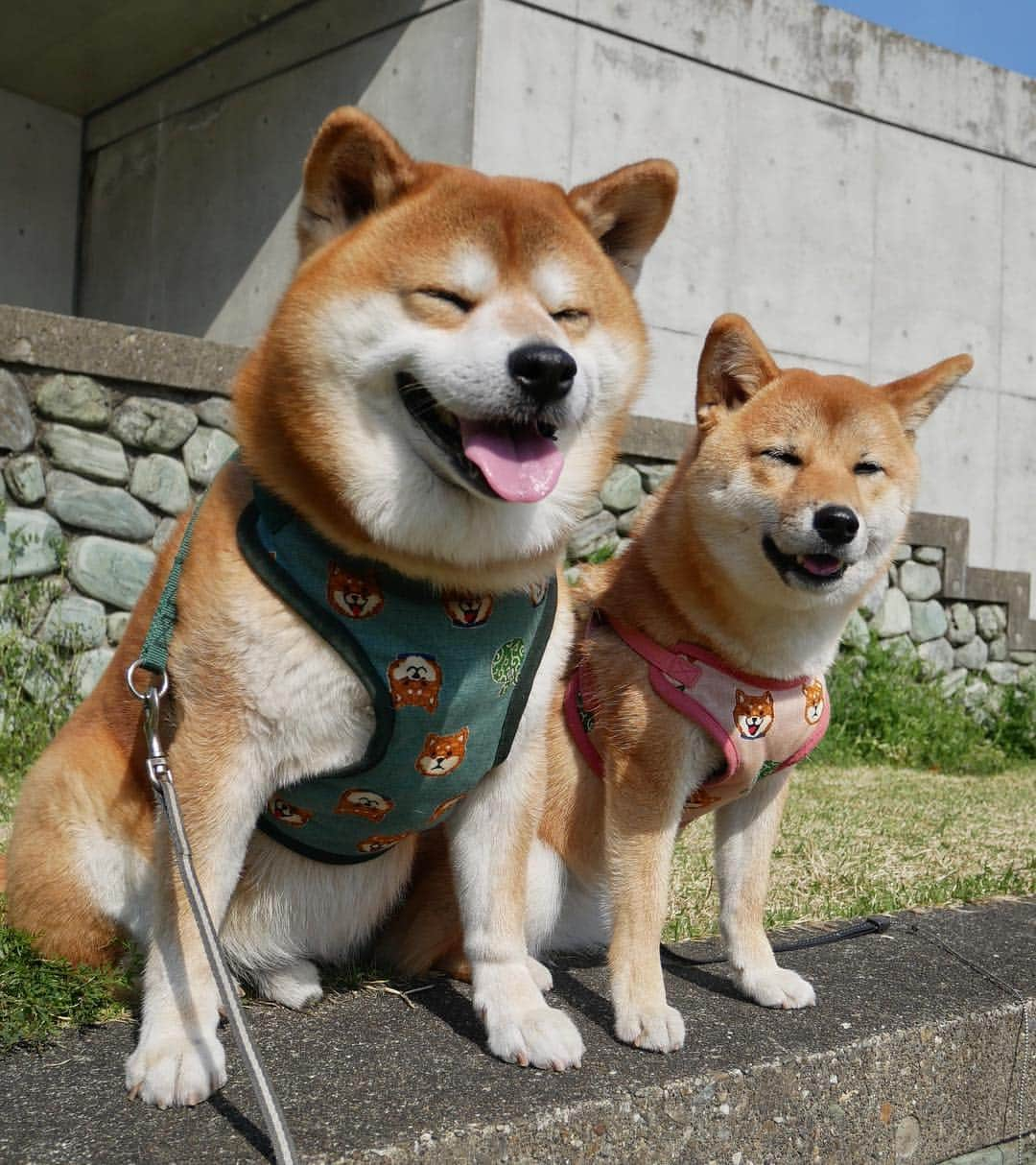 shibainu berryさんのインスタグラム写真 - (shibainu berryInstagram)「Good morning☀️ Walk this morning🐾 The new harness is a handmade of mom🥰 4月やね〜 今朝のお出かけ散歩🐻🦊💨 週明けの上に月初❗️今日は残業やな… 朝は早起きして1時間ちょいロング散歩💨 お昼はゆっくり寝ててよ〜❗️ ご質問にありましたハーネスはまたおかんが手作りしたやつだよ☺️可愛い😍💕 ③④スキあらば匂いたいむくみん😂匂いフェチ❣️耳もお尻もしょっちゅうクンクンしてる😂 #徳島 #文化の森 #❤️迷子犬の掲示板応援団 @maigo_dog  #❤️迷子犬の掲示板四国応援団 @maigo_dog_shikoku #柴犬 #べりやん #べりむく #多頭飼い #berry #shiba #shibainu  #shibainumania #shibastagram #instashiba #ぷにっと部 #口角キュキュッと部  #チーム俺様 →部員絶賛募集中 #shiba_snap #proudshibas #west_dog_japan #サンデイ #instagramjapan #ふわもこ部 #pecoいぬ部 #pecotv #buzzfeedanimals #dogsofinstagram #dogsofinstaworld #dogs_of_instagram #9gag」4月1日 11時47分 - shibainu.berry