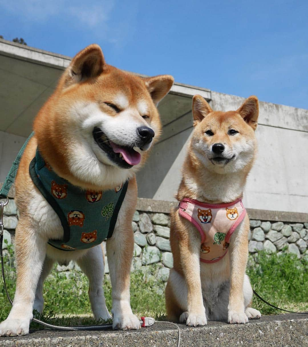 shibainu berryさんのインスタグラム写真 - (shibainu berryInstagram)「Good morning☀️ Walk this morning🐾 The new harness is a handmade of mom🥰 4月やね〜 今朝のお出かけ散歩🐻🦊💨 週明けの上に月初❗️今日は残業やな… 朝は早起きして1時間ちょいロング散歩💨 お昼はゆっくり寝ててよ〜❗️ ご質問にありましたハーネスはまたおかんが手作りしたやつだよ☺️可愛い😍💕 ③④スキあらば匂いたいむくみん😂匂いフェチ❣️耳もお尻もしょっちゅうクンクンしてる😂 #徳島 #文化の森 #❤️迷子犬の掲示板応援団 @maigo_dog  #❤️迷子犬の掲示板四国応援団 @maigo_dog_shikoku #柴犬 #べりやん #べりむく #多頭飼い #berry #shiba #shibainu  #shibainumania #shibastagram #instashiba #ぷにっと部 #口角キュキュッと部  #チーム俺様 →部員絶賛募集中 #shiba_snap #proudshibas #west_dog_japan #サンデイ #instagramjapan #ふわもこ部 #pecoいぬ部 #pecotv #buzzfeedanimals #dogsofinstagram #dogsofinstaworld #dogs_of_instagram #9gag」4月1日 11時47分 - shibainu.berry