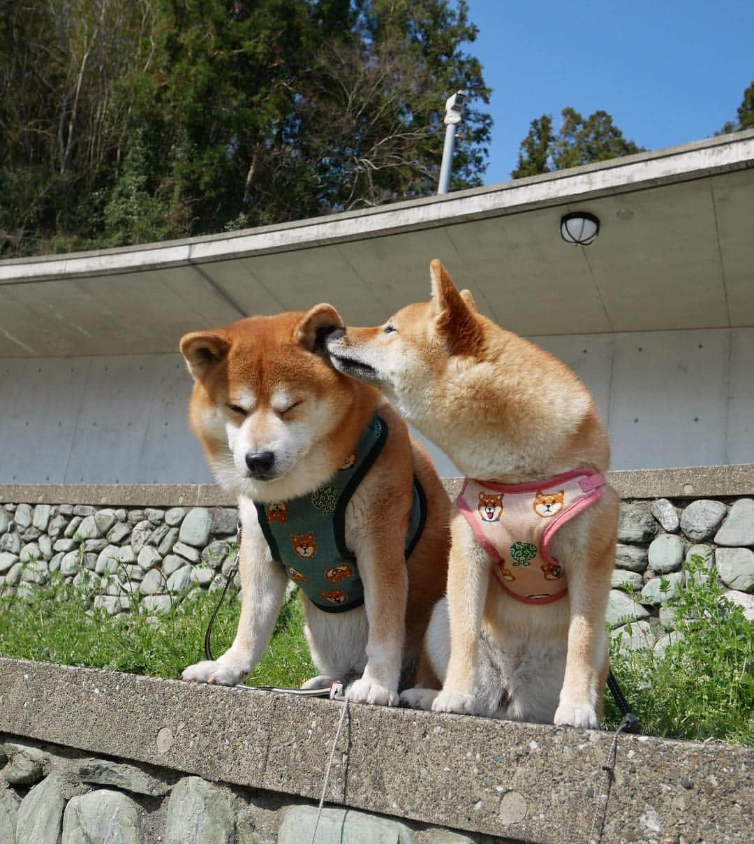 shibainu berryさんのインスタグラム写真 - (shibainu berryInstagram)「Good morning☀️ Walk this morning🐾 The new harness is a handmade of mom🥰 4月やね〜 今朝のお出かけ散歩🐻🦊💨 週明けの上に月初❗️今日は残業やな… 朝は早起きして1時間ちょいロング散歩💨 お昼はゆっくり寝ててよ〜❗️ ご質問にありましたハーネスはまたおかんが手作りしたやつだよ☺️可愛い😍💕 ③④スキあらば匂いたいむくみん😂匂いフェチ❣️耳もお尻もしょっちゅうクンクンしてる😂 #徳島 #文化の森 #❤️迷子犬の掲示板応援団 @maigo_dog  #❤️迷子犬の掲示板四国応援団 @maigo_dog_shikoku #柴犬 #べりやん #べりむく #多頭飼い #berry #shiba #shibainu  #shibainumania #shibastagram #instashiba #ぷにっと部 #口角キュキュッと部  #チーム俺様 →部員絶賛募集中 #shiba_snap #proudshibas #west_dog_japan #サンデイ #instagramjapan #ふわもこ部 #pecoいぬ部 #pecotv #buzzfeedanimals #dogsofinstagram #dogsofinstaworld #dogs_of_instagram #9gag」4月1日 11時47分 - shibainu.berry