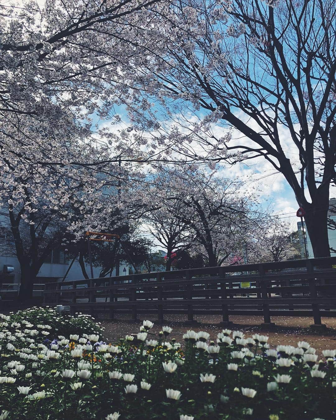 尾形沙耶香さんのインスタグラム写真 - (尾形沙耶香Instagram)「#helloapril 🌸  #桜満開 の4月1日 フレッシュな気持ちで迎える 新学期 👶🏻🌸」4月1日 11時50分 - sayakaogata