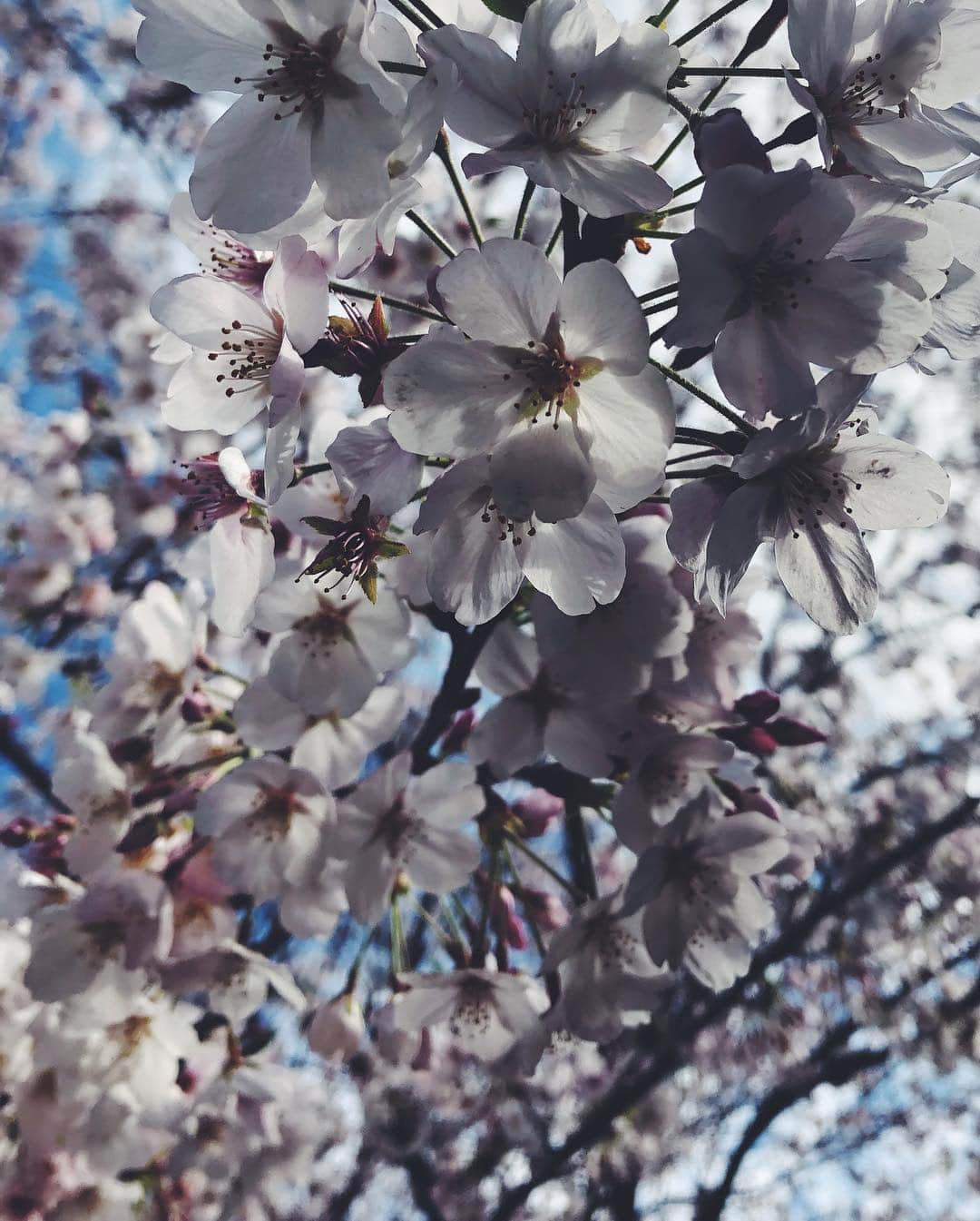 尾形沙耶香さんのインスタグラム写真 - (尾形沙耶香Instagram)「#helloapril 🌸  #桜満開 の4月1日 フレッシュな気持ちで迎える 新学期 👶🏻🌸」4月1日 11時50分 - sayakaogata