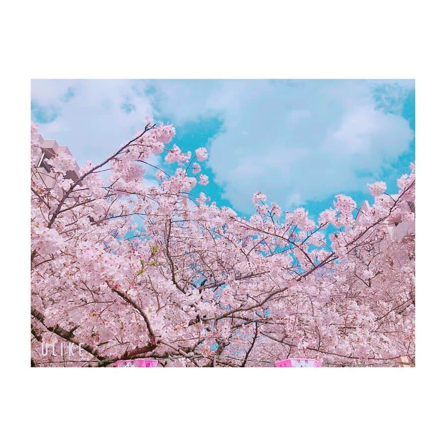 相田瑠菜さんのインスタグラム写真 - (相田瑠菜Instagram)「🌸🌸🌸 4月1日新元号が発表されました♡ 「令和」#令和 #新元号  万葉集の梅の花の歌からだって♪ 歴史が動く瞬間鳥肌経ちました！ 🌸🌸🌸 平成残り1ヶ月ですが最後に 最高の友達に出会えました✌️ 美咲とお寿司ランチ～❤️ ついでに桜も見といた👀笑笑 🌸🌸🌸 #bestfriend #beautiful #sakura #🌸 #お花見 #japan #japanesegirl #japanese #like4follow #like4likes #followｍe #likeforfollow #actress #nakameguro #favorite #tokyo #shibuya #お花見 #ランチ #お花見コーデ #lunch #寿司 #sushi #食べ歩き #🍡」4月1日 11時51分 - _aina_official