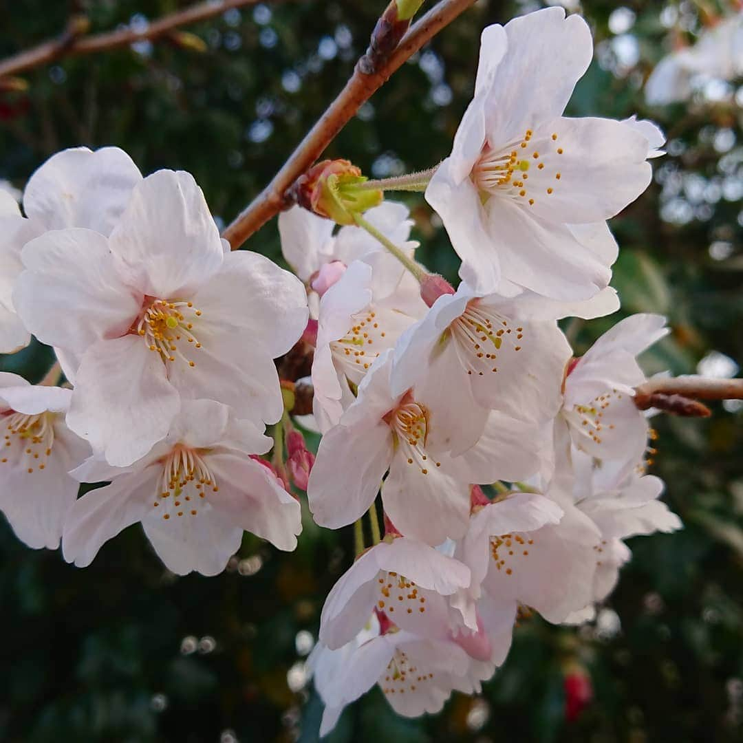 滝香織さんのインスタグラム写真 - (滝香織Instagram)「#令和  今日は4月1日。 新元号発表。 新たな気持ちで頑張ろう。  #新元号 #万葉集 #平成最後 #桜 #滝香織」4月1日 11時52分 - kaorin_taki