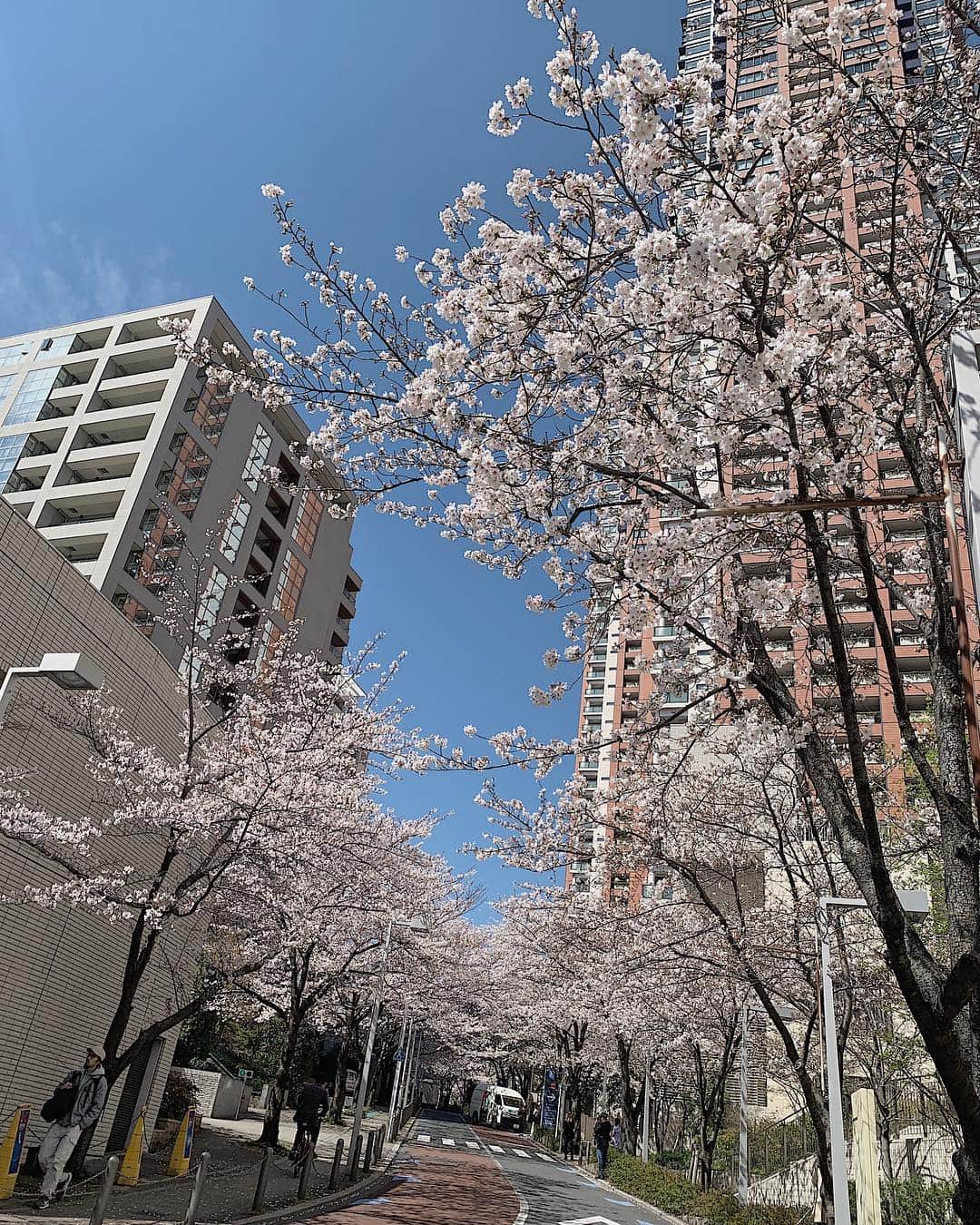 榊原信行さんのインスタグラム写真 - (榊原信行Instagram)「Spring is here. The cherry blossoms in Tokyo are in full bloom. The new Era for Japan has been announced and it is the time to start a new year. Let's get ready to kick off this season. Are you ready?  春ですね。東京は桜が満開です！新年度になり、新元号も「令和」と発表されました。新しいスタートのタイミングです。 さぁ、今シーズンもガンガン攻めていきますよ！皆さん、準備はいいですか？ #rizinff #rizin2019」4月1日 12時06分 - nobu_sakakibara