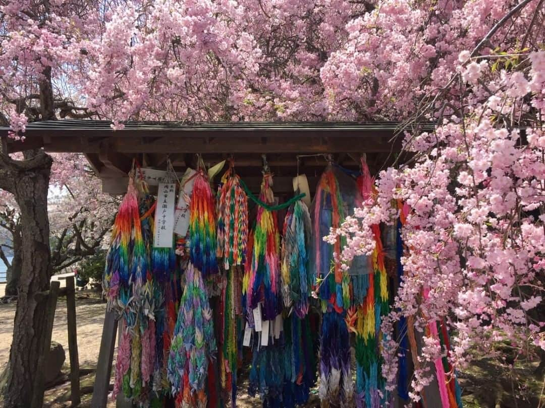 Taiken Japanのインスタグラム：「How do cherry blossoms differ from plum blossoms, and where are some great places to see them in Japan?⁣ ⠀⠀⠀⠀⠀⠀⠀⠀⠀⁣ Photo credit: Anastasia Okonta⁣ ⠀⠀⠀⠀⠀⠀⠀⠀⠀⁣ Read more about this and more Japan destinations & experiences at taiken.co!⁣ ⠀⠀⠀⠀⠀⠀⠀⠀⠀⁣ #hanami #sakura #花見 #spring #cherryblossoms #origami #cranes #origamicrane #flowers #peace #lovejapan #japan #japan🇯🇵 #japantravel #japantravelphoto #japanese #japanlover #japanphotography #traveljapan #visitjapan ##japanlife #travel #travelgram #travelphotography #holiday #roamtheplanet #春 #鶴 #折り紙 #おりがみ」