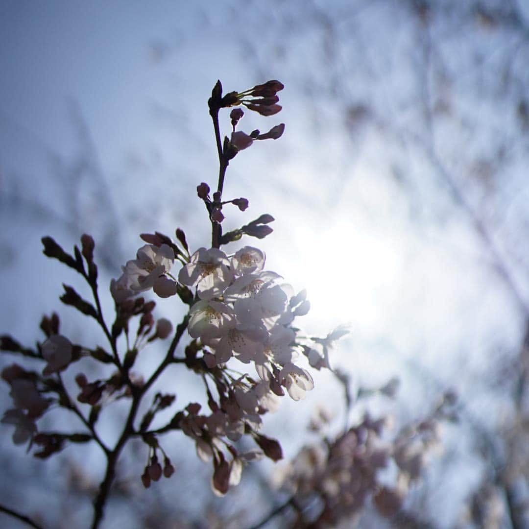 喜田彩子さんのインスタグラム写真 - (喜田彩子Instagram)「﻿ ﻿ 新年号 “令和”﻿ とても綺麗な響き。﻿ ﻿ 平和で愛溢れ心穏やかに過ごせる時代でありますように...🕊﻿ ﻿ ﻿ #令和#れいわ﻿ 5月から#令和元年﻿ #新年号#万葉集」4月1日 12時14分 - ayacokida