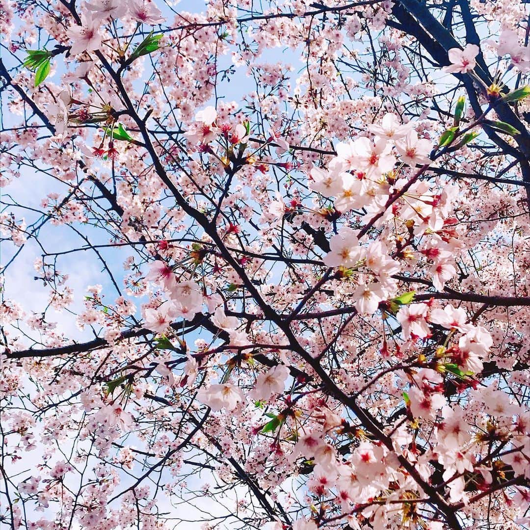 押切もえさんのインスタグラム写真 - (押切もえInstagram)「「令和」 新しい元号。 出かけた先で息子を抱きながら、速報で知りました。 見上げると清々しい青空に満開の桜が咲いていて、新鮮で晴れやかな気持ちに。 すべての人が心身ともに健やかに暮らせて、共に慈しみあえる平和な時代となりますように。 #新元号 #令和 #美しく心を寄せ合う中で文化が生まれ育つ #万葉集」4月1日 12時20分 - moe_oshikiri