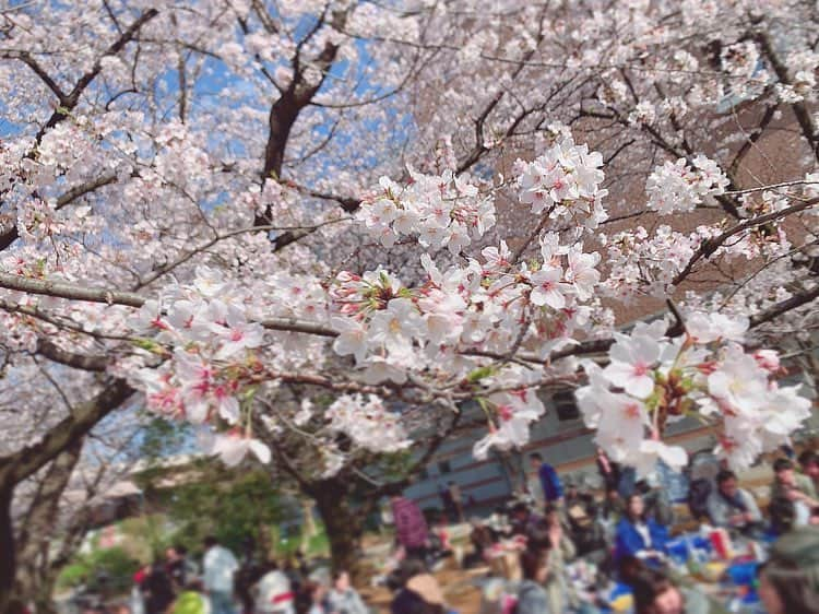 MIAKAさんのインスタグラム写真 - (MIAKAInstagram)「昨日は今年最初で最後の#お花見 をしたよ🌸 年々外でするお花見が色んな理由で好きぢゃなくなってきたんだけどw、昨日のお花見は暖かくて天気が良くて楽しかったですw ・ ・ ・ #花より団子 #桜 #桜満開 #花見 #春 #花 #花びら #日本 #日本の景色」4月1日 12時27分 - miaka.jp