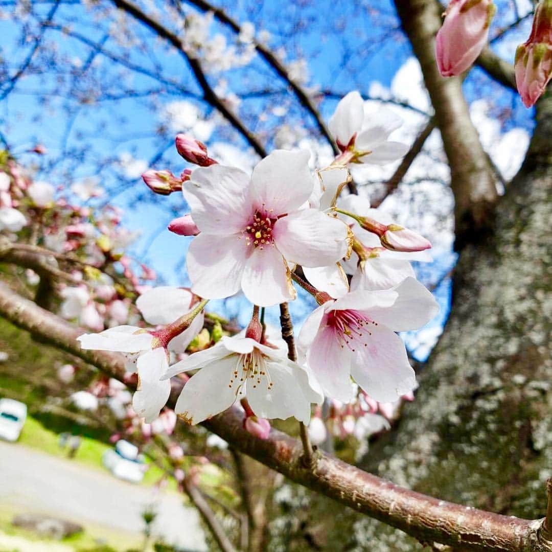 吉本大樹さんのインスタグラム写真 - (吉本大樹Instagram)「#April #cherryblossom #令和」4月1日 12時27分 - hiroyoshimoto