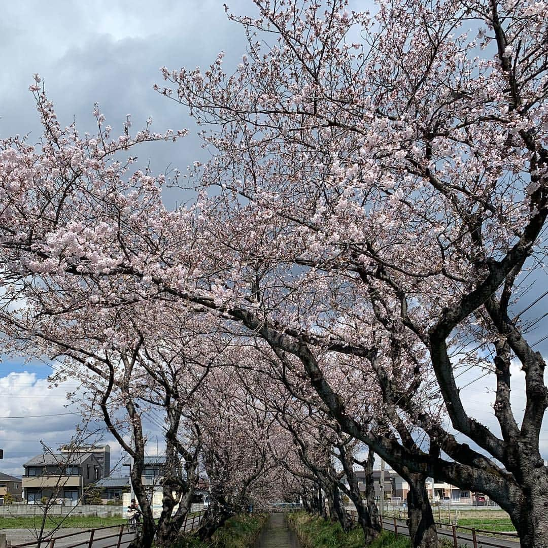 Yuka Mukaibayashiさんのインスタグラム写真 - (Yuka MukaibayashiInstagram)「新元号が決まりましたね。 . 令和(れいわ) . 良い時代になりますように＾＾ . . . 身体を整え、コリや疲れもホッと楽に . ブログとホームページはこちら ご覧ください♪ . ✨esthe Ruang ブログ https://ameblo.jp/ruang-esthe . ✨esthe Ruang HP http://ruang.jimdo.com . #新元号 #時代は流れる #桜が綺麗 #印象深い #そして空フェチ #エステるあん #大垣市  #ボディ #フェイシャル #プライベートサロン #完全予約制 #アンチエイジング #お客様の笑顔 #Ｏ2クラフト #ミレイ #高濃度酸素オイル #疲労回復 #小顔効果  #たるみ #疲れ #パワーレメディ #バランスリフト #肩こり #首こり #背中が重い #ボディメイク #リフトアップ #女子力アップ  #むくみ #スッキリ」4月1日 12時28分 - ruang2013510