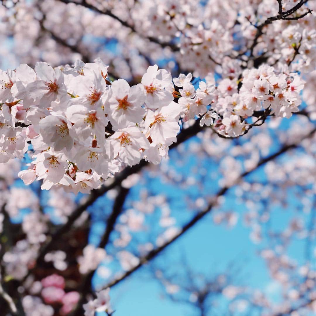 川本睦子さんのインスタグラム写真 - (川本睦子Instagram)「「令和」きれいな字だなあ！新元号発表おめでとうございます㊗️ ちょうど宮島詣でしてるタイミングでした。 #🌸 #cherryblossoms」4月1日 12時31分 - muzco