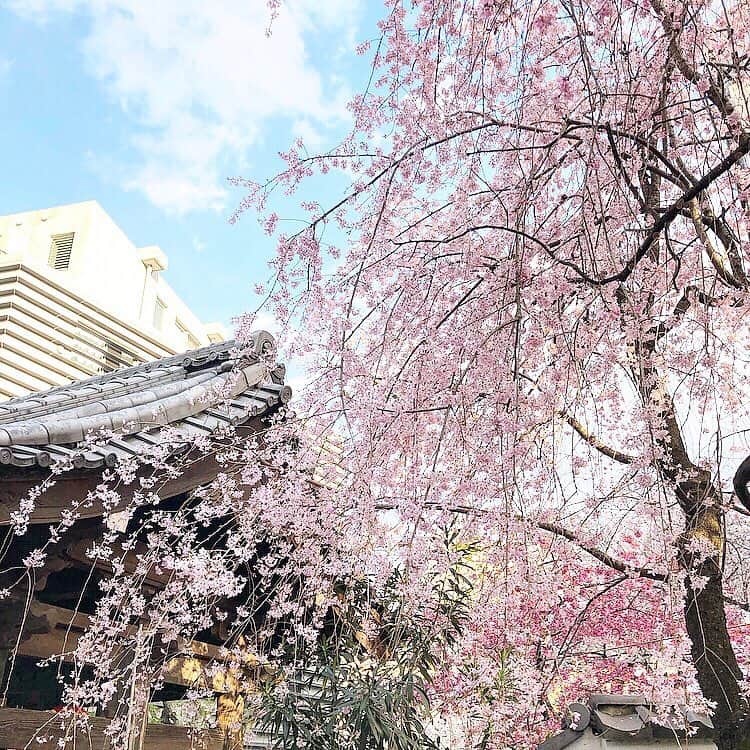 chiyo1173さんのインスタグラム写真 - (chiyo1173Instagram)「#枝垂れ桜 儚げで可憐で美しい✨ ・ ・ 今日から4月。 新年度のスタートですね。 新しい事にチャレンジしたり、 新たな環境になる方もいらっしゃるのかな。 ・ ・ 新元号がも決まったし、 気持ちも新たに今年度も頑張りたいと思います (*˘︶˘*).｡.:*♡ ・ ・ ・ 今年度も皆さまにとって 素敵な一年でありますように🌸 ・ ・ #桜#cherryblossom#お花見#春 #新元号#令和#令和元年  #新元号に違和感しかない私は昭和生まれ 笑」4月1日 12時35分 - chiyo1173