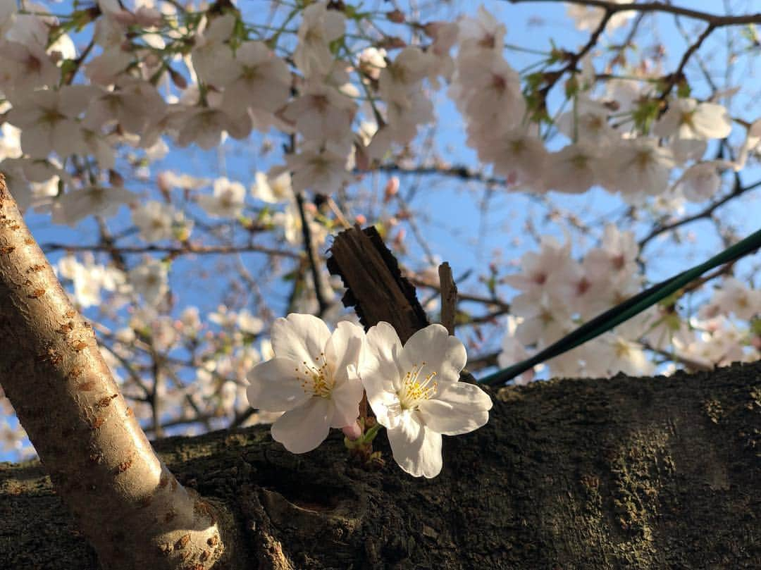 熊澤枝里子さんのインスタグラム写真 - (熊澤枝里子Instagram)「新年号"令和"。 #人々が美しく心を寄せ合う中で文化が生まれ育つ  いい願いと意味が込められていますね🌸 ・ ・ #令和 #新年号 #日本 #四季 #美しい #一人一人が意識を高めていく時代 #それぞれの幸せを掴んでいく時代 #美しさの中に生きる」4月1日 12時43分 - kumazawa_eriko