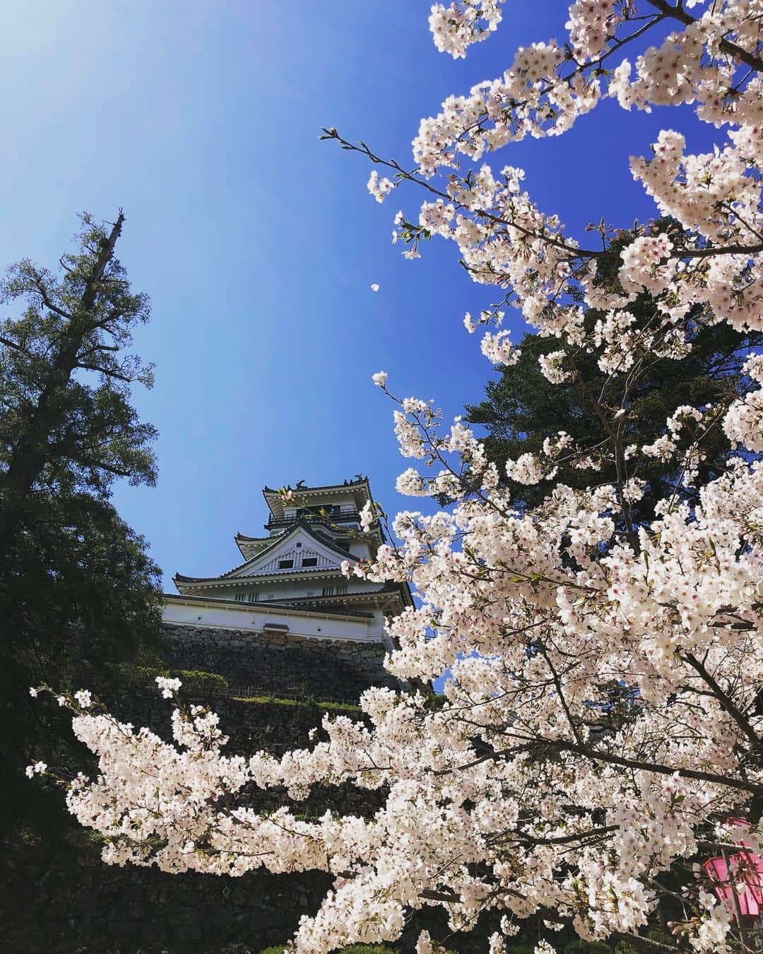 Masackさんのインスタグラム写真 - (MasackInstagram)「お城をお散歩。  #城 #桜 #japan #高知城」4月1日 12時46分 - masackdrum
