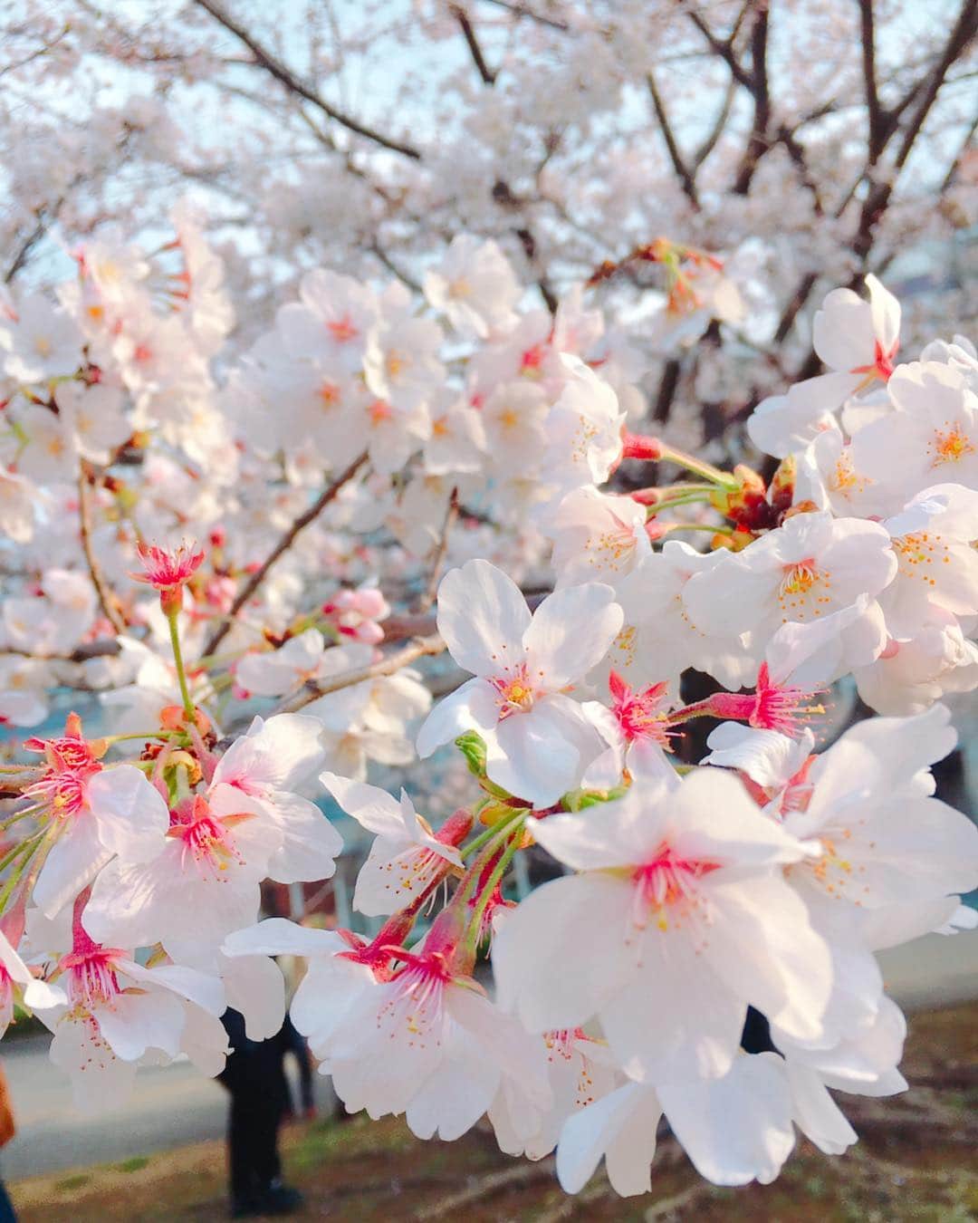宮島小百合さんのインスタグラム写真 - (宮島小百合Instagram)「#新 #令和 #年号 #桜 #sakura  #spring  #春 🌸🌸🌸」4月1日 12時46分 - sayuri_kakaka