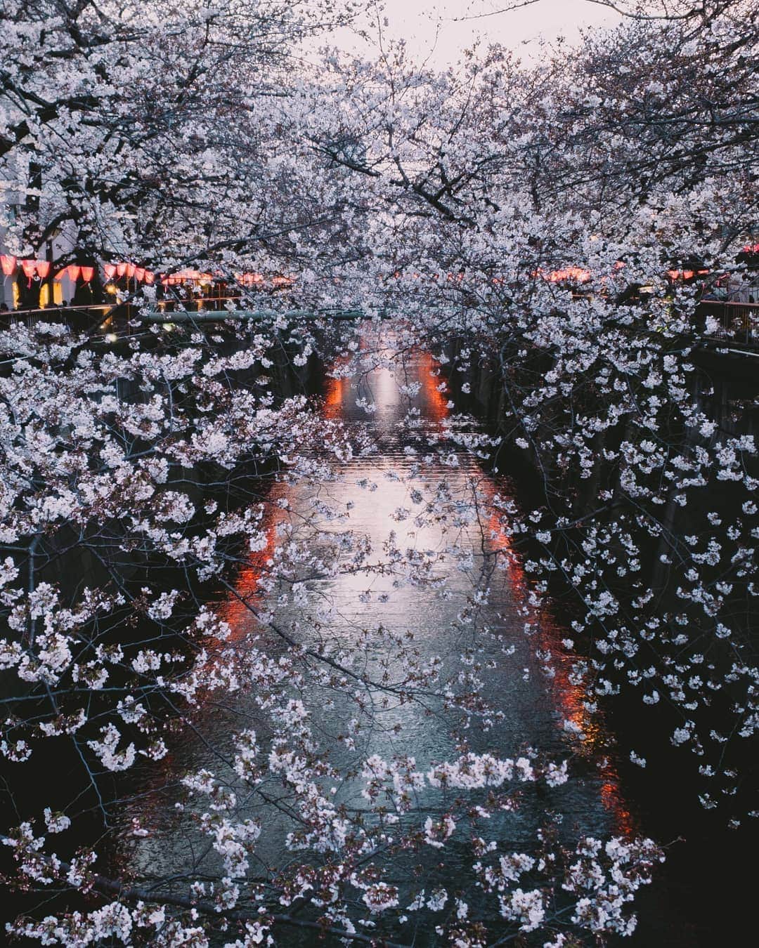 Galaxy Mobile Japanさんのインスタグラム写真 - (Galaxy Mobile JapanInstagram)「新元号が #令和 に決まりましたね！皆さんはどう思いましたか？ 全国屈指の桜の名所 #目黒川 で撮影したぼんぼりの灯りが、川に反射してとっても綺麗です！ 📸#GalaxyNote9 #Noteのある生活 #withgalaxy Photo by @8s_hero」4月1日 13時00分 - samsungjpn