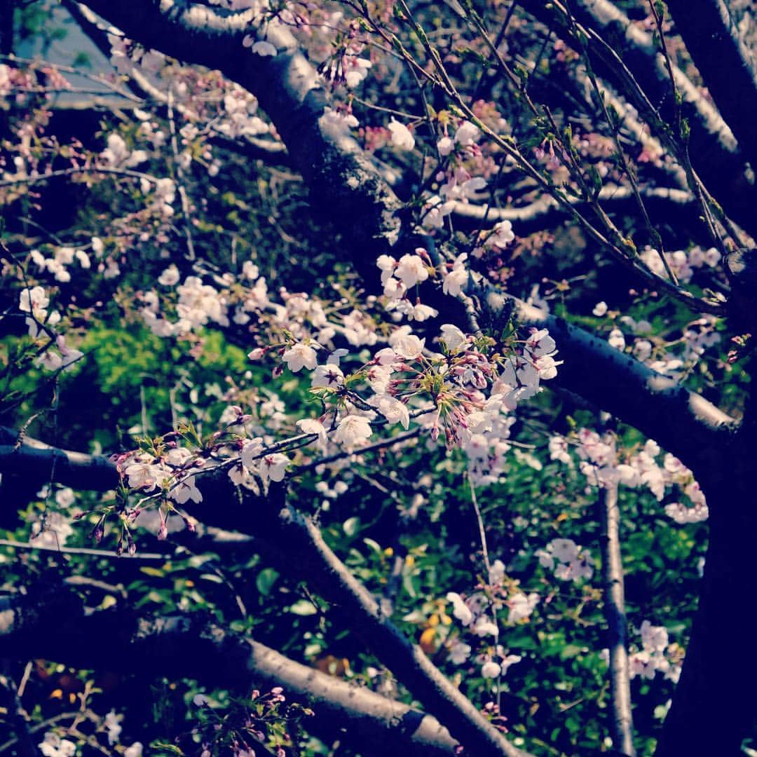 佐野史郎のインスタグラム：「お隣のお庭の桜🌸 ありがとうございます‼︎ 毎年、同じ写真だけど、変わらないことの幸せよ^ ^」